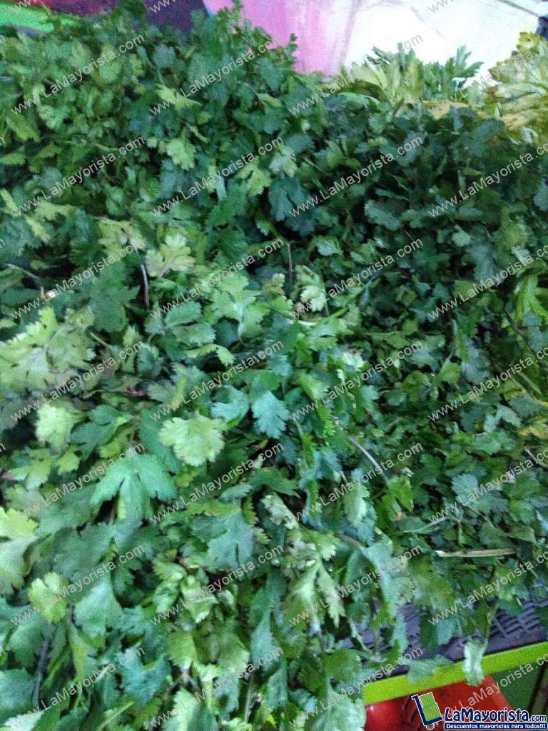 Cilantro