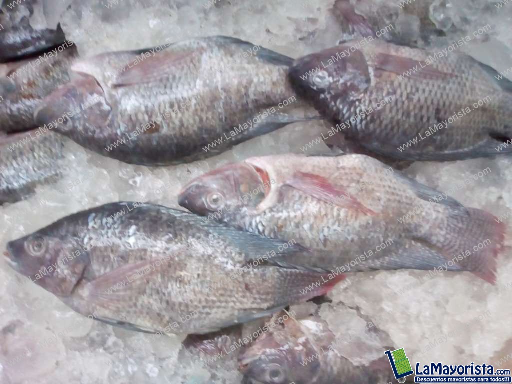 Tilapia plateada