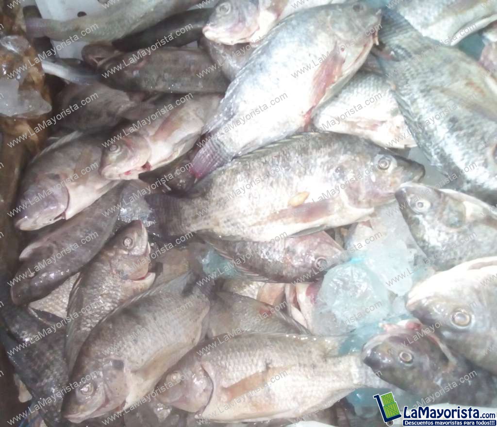 Tilapia plateada