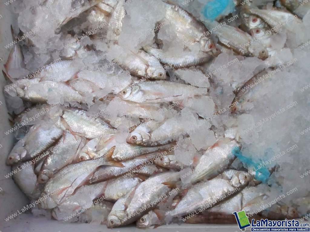 Sardina