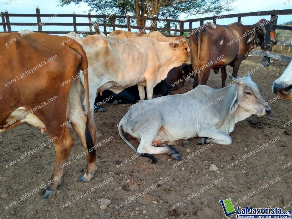 Vacas paridas lecheras x 8litros