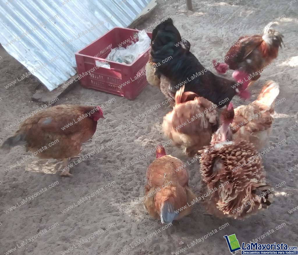 Gallina criolla