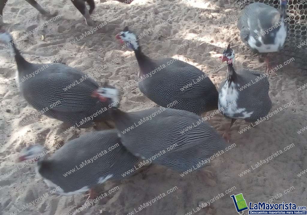 Gallina Guinea