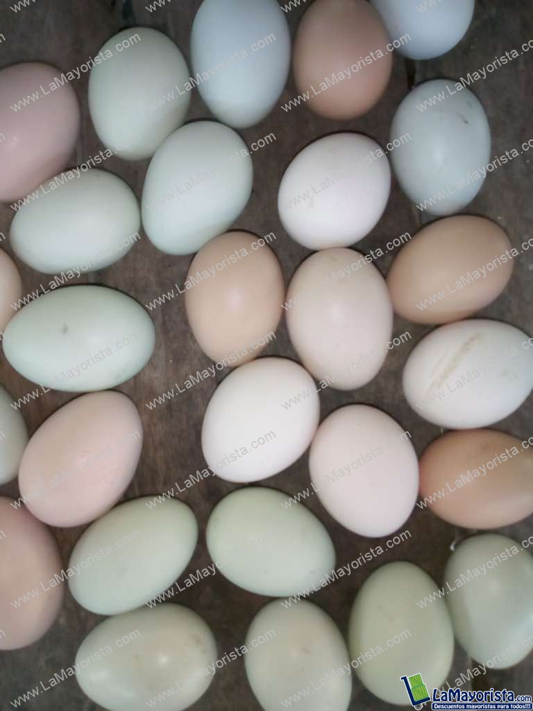 Huevo criollo