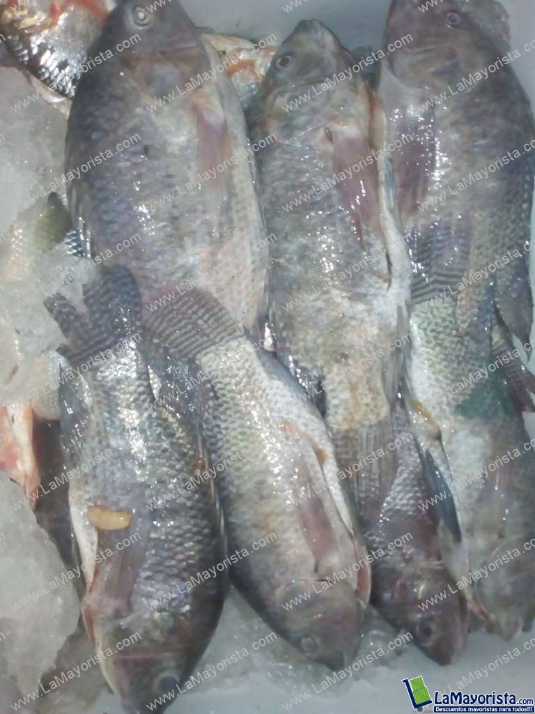 Tilapia plateada