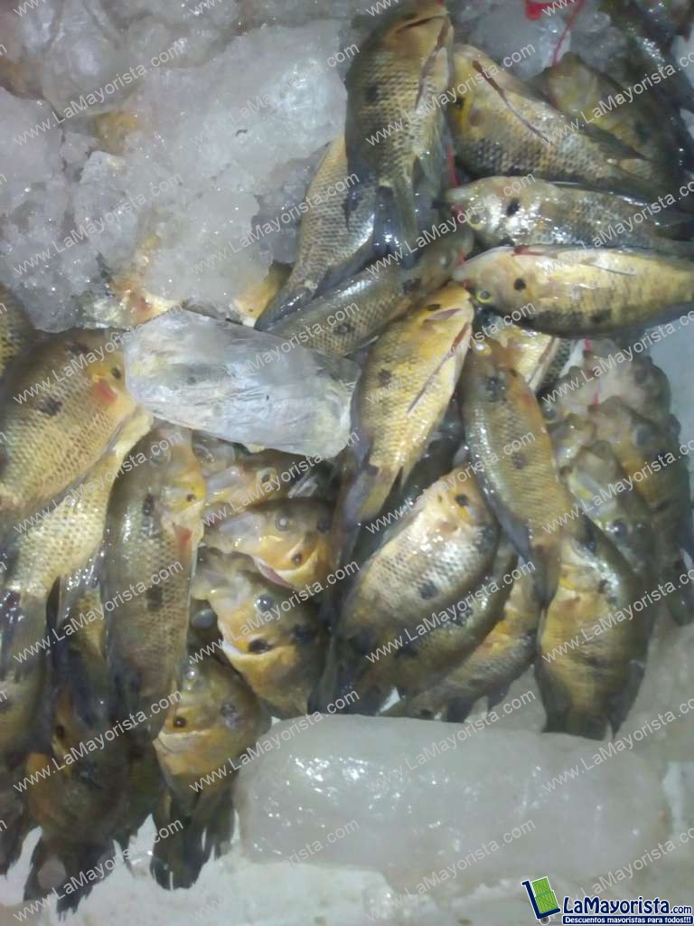 Mojarra Amarilla