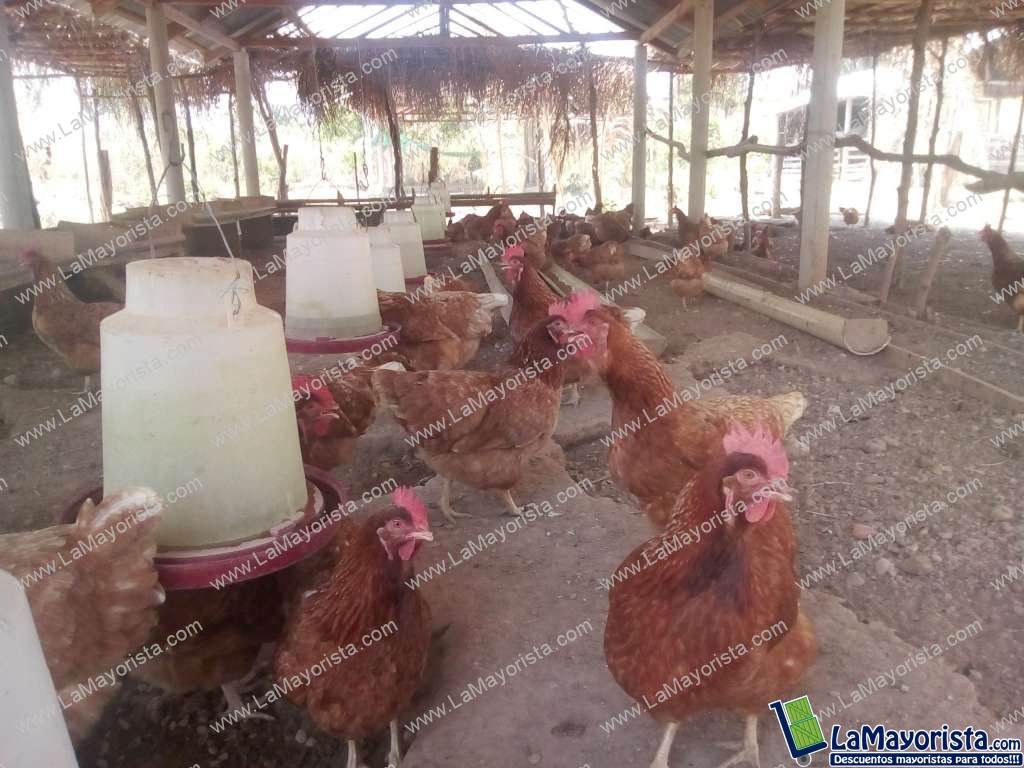 Gallina ponedora Star Red