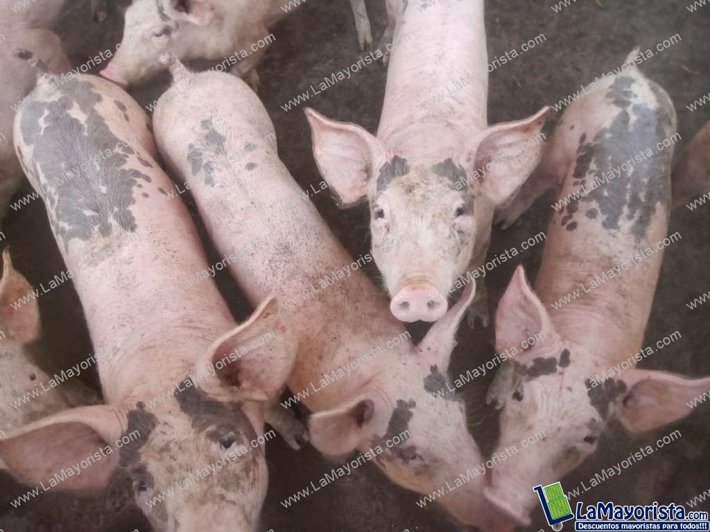 Cerdo Levante Triple jamon