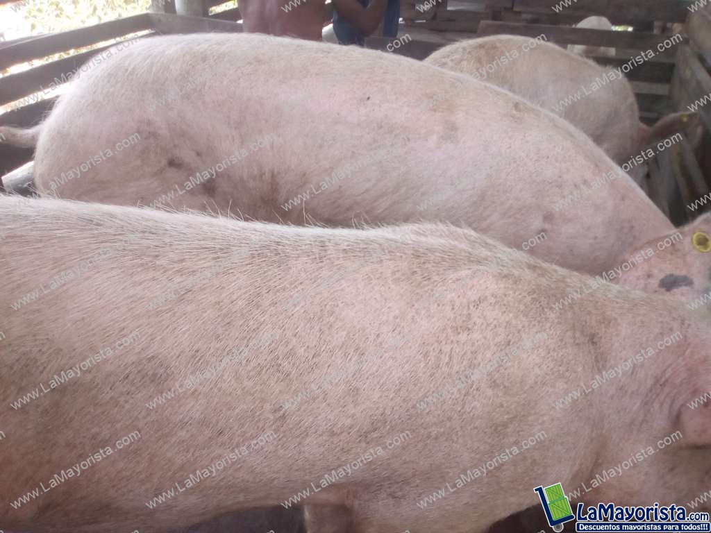 Cerda triple jamón en gestación
