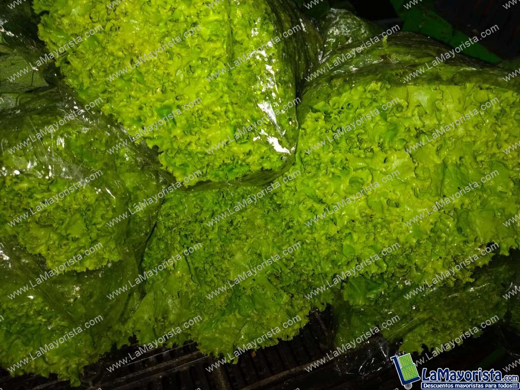 Lechuga crespa