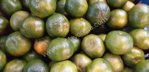 Mandarina oneca