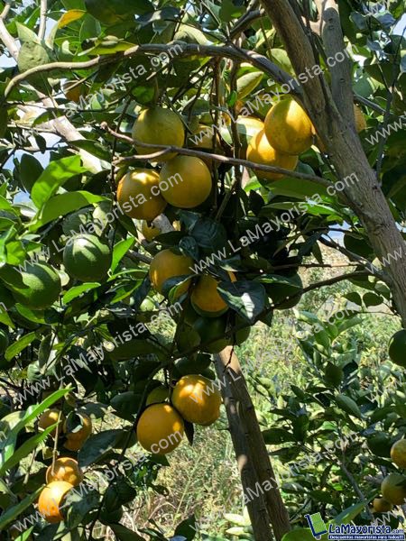 Naranja