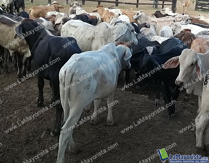 Macho levante 240kg x 4300