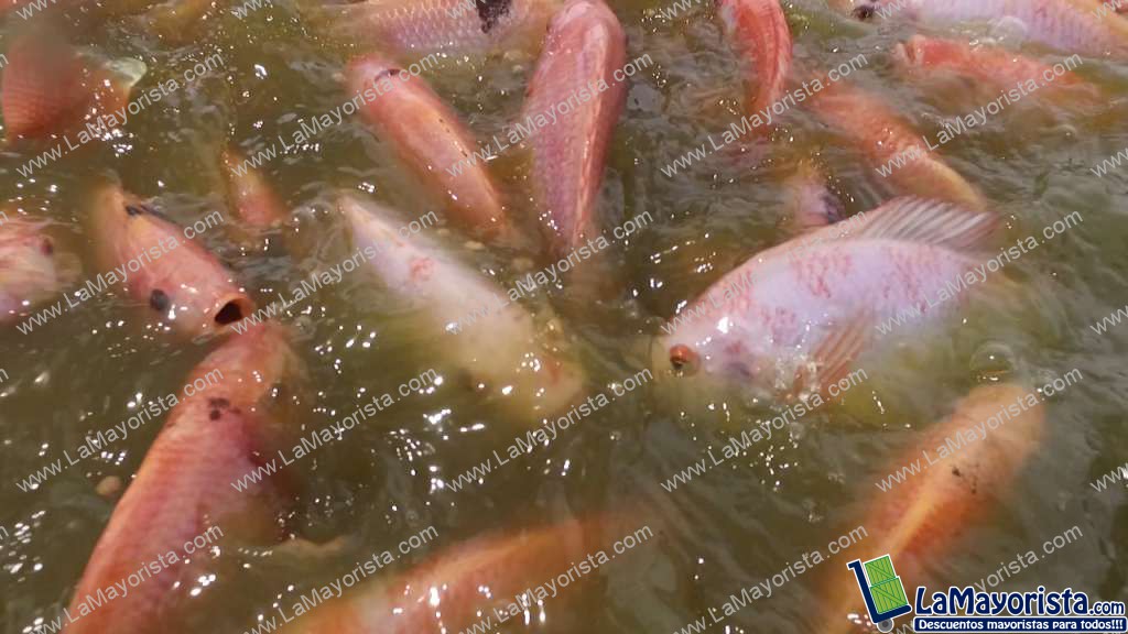 TILAPIA ROJA
