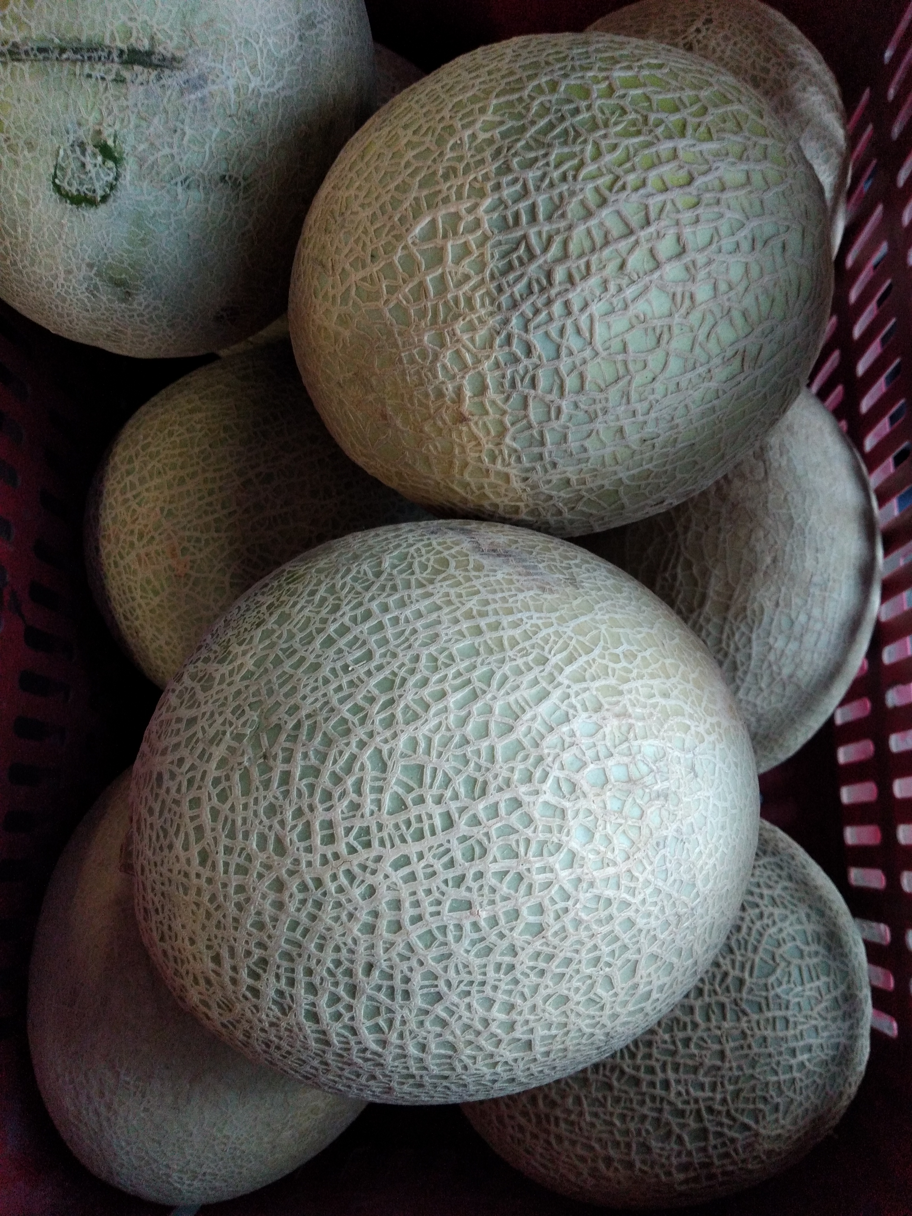 Melón