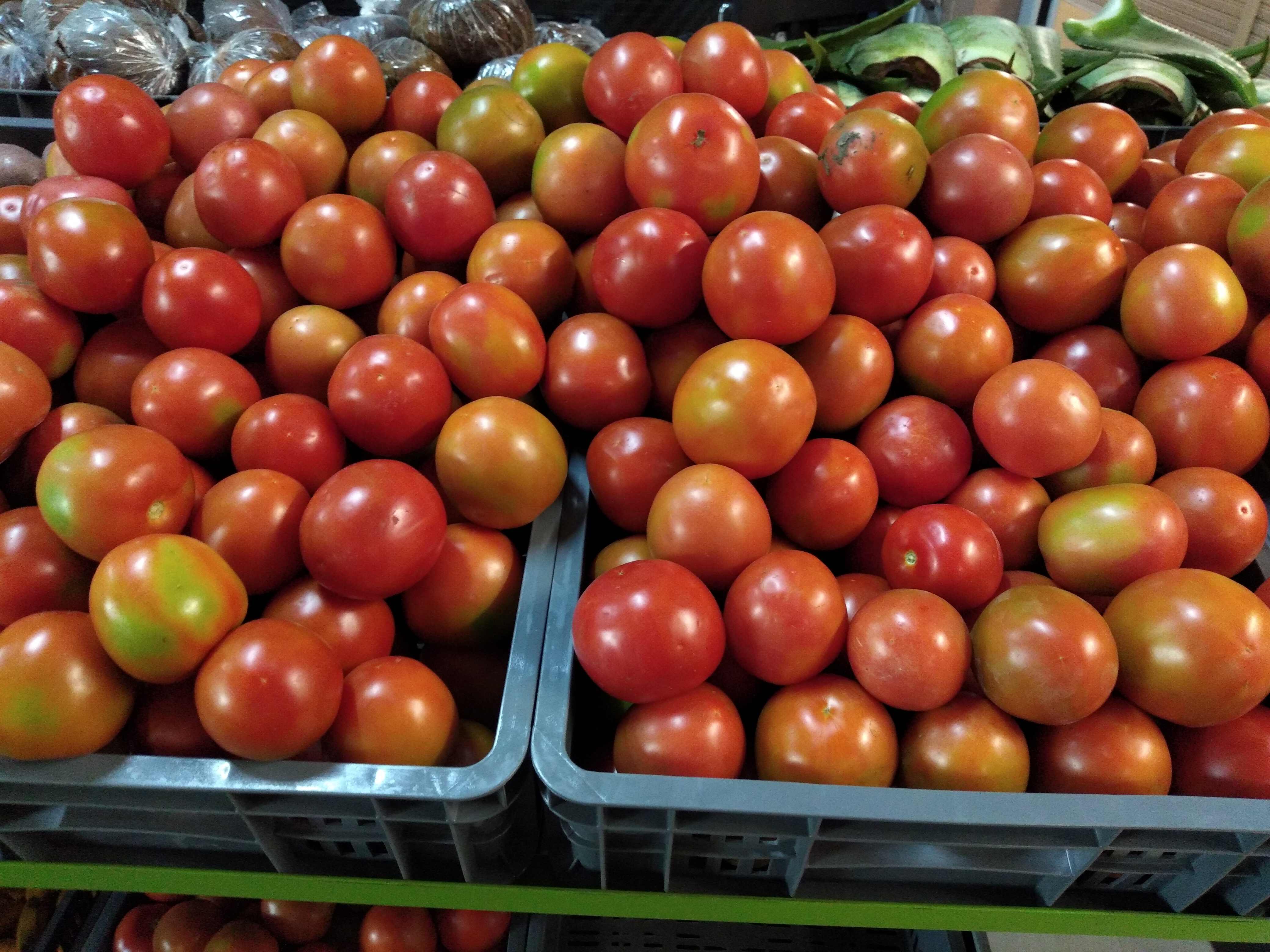 Tomate chonto