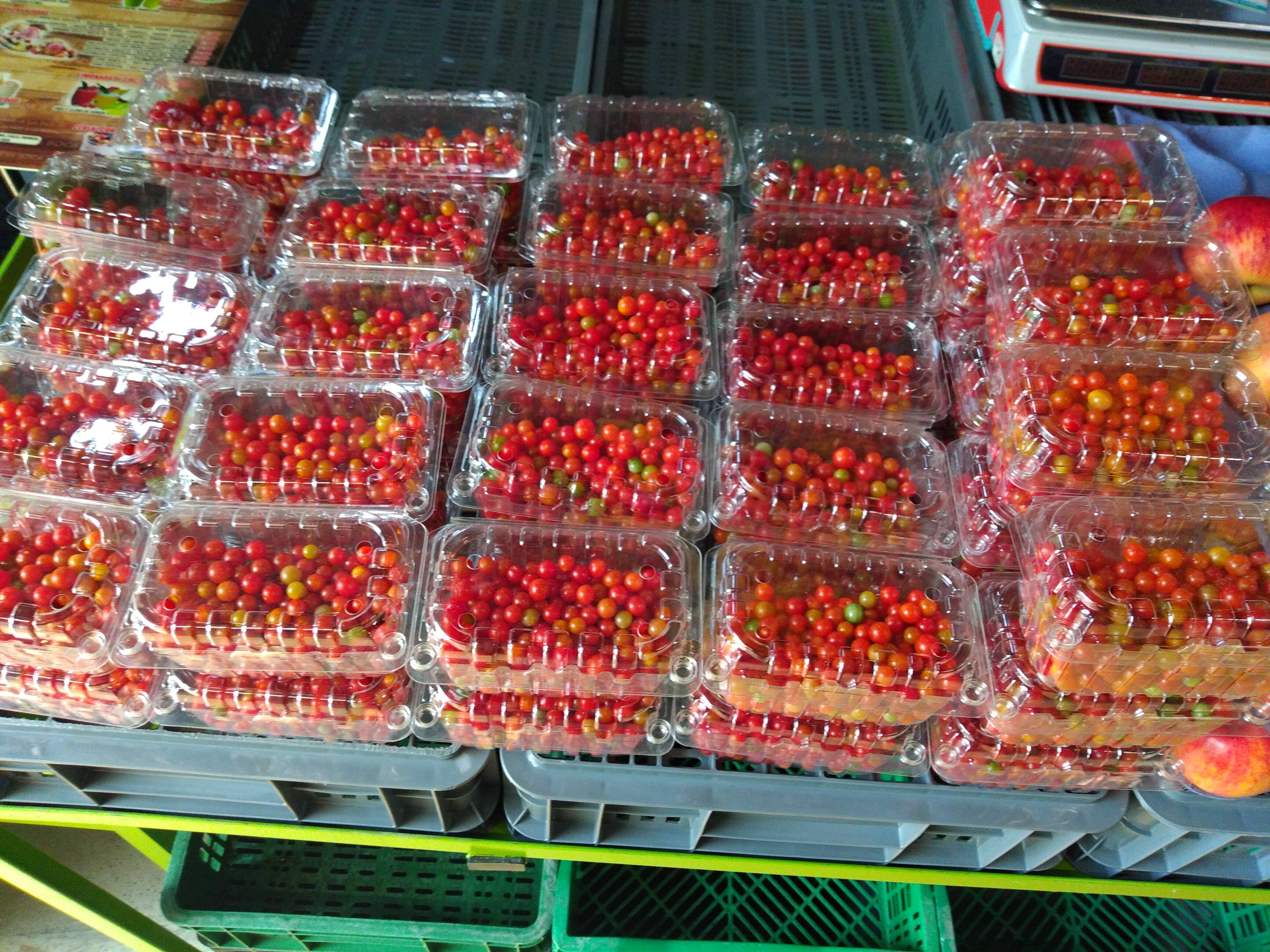 Tomate perla