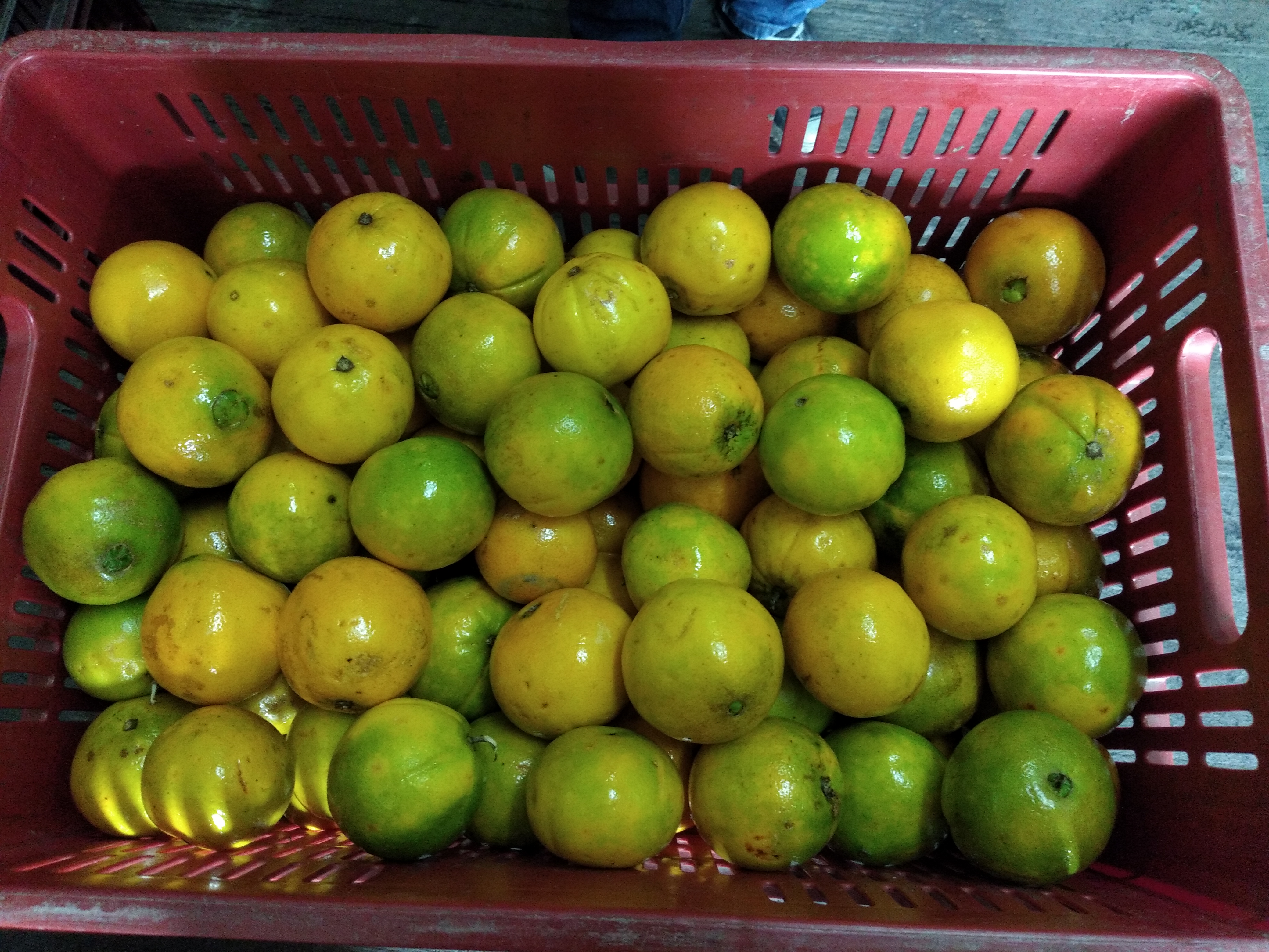 Naranja ombligona