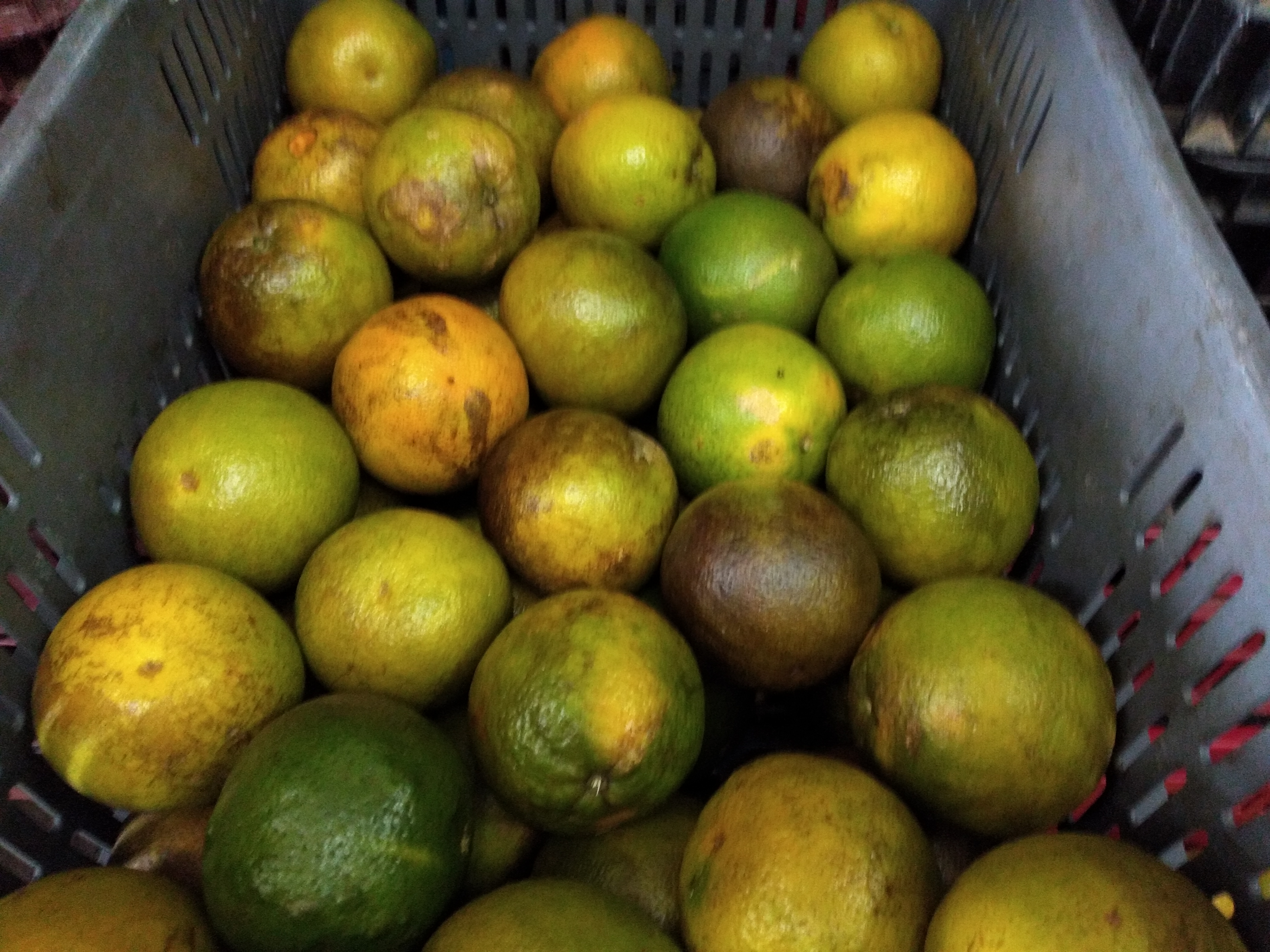 Naranja Valencia manchada