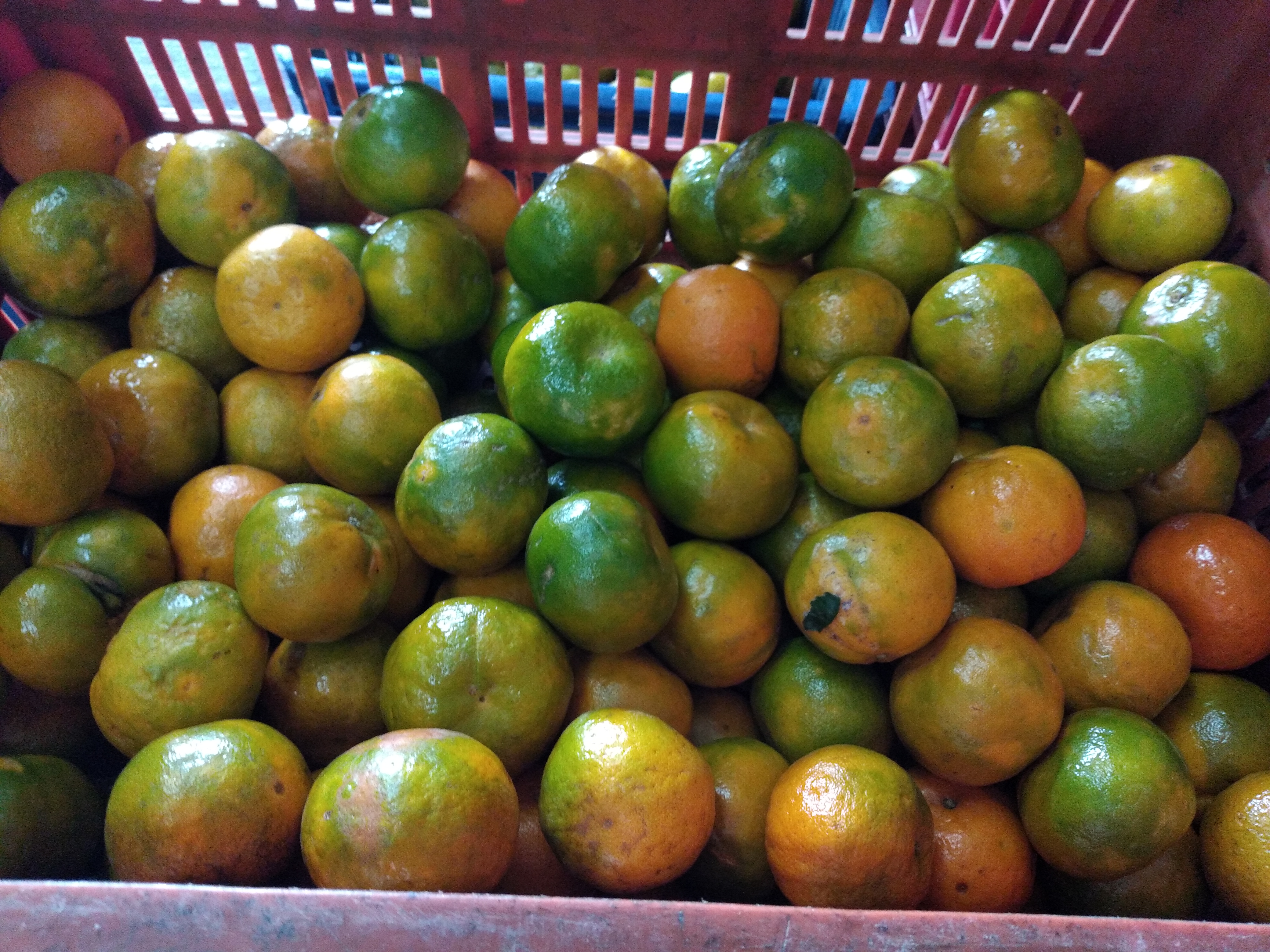 Mandarina oneco