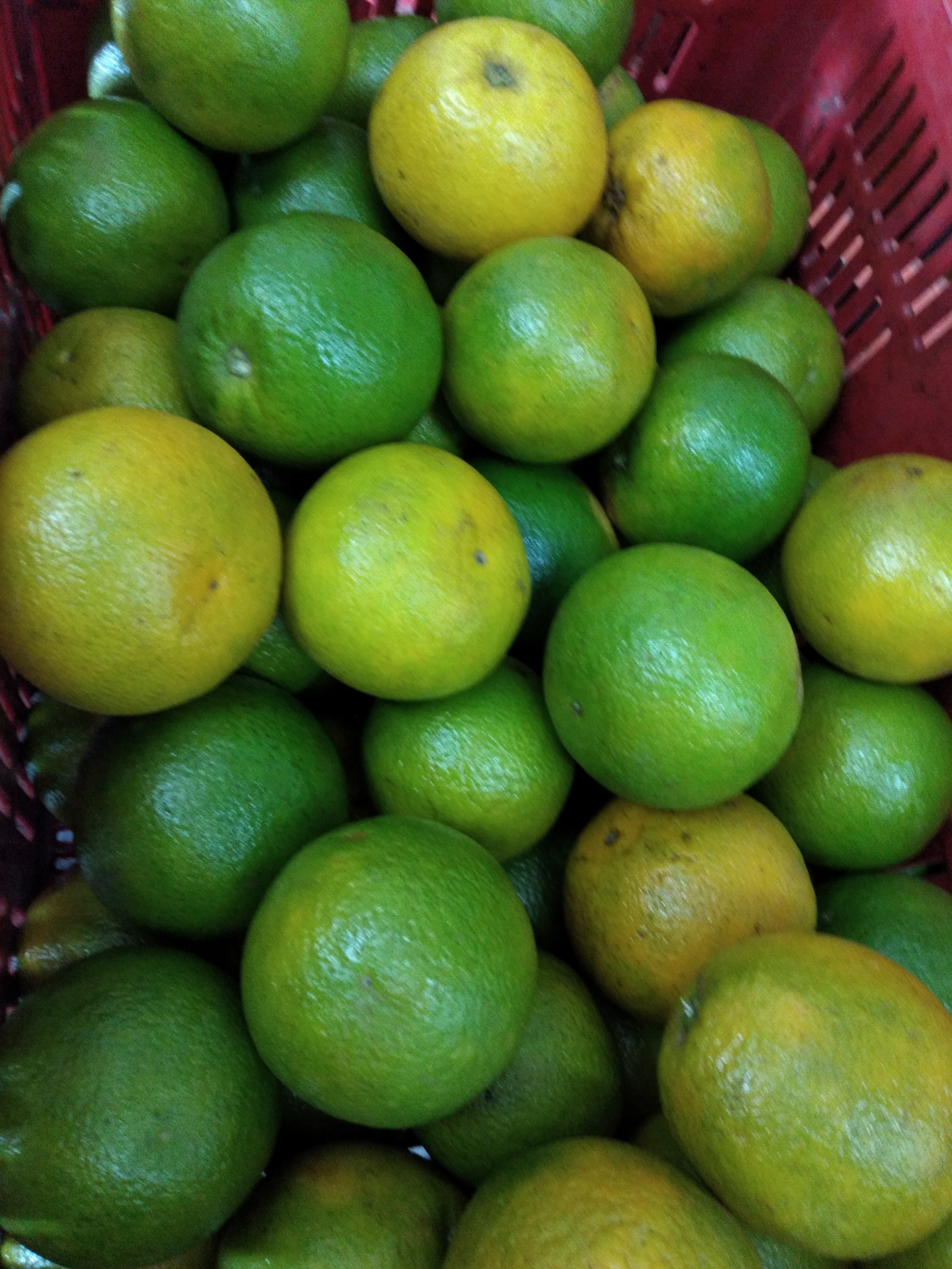 Naranja Valencia señecta