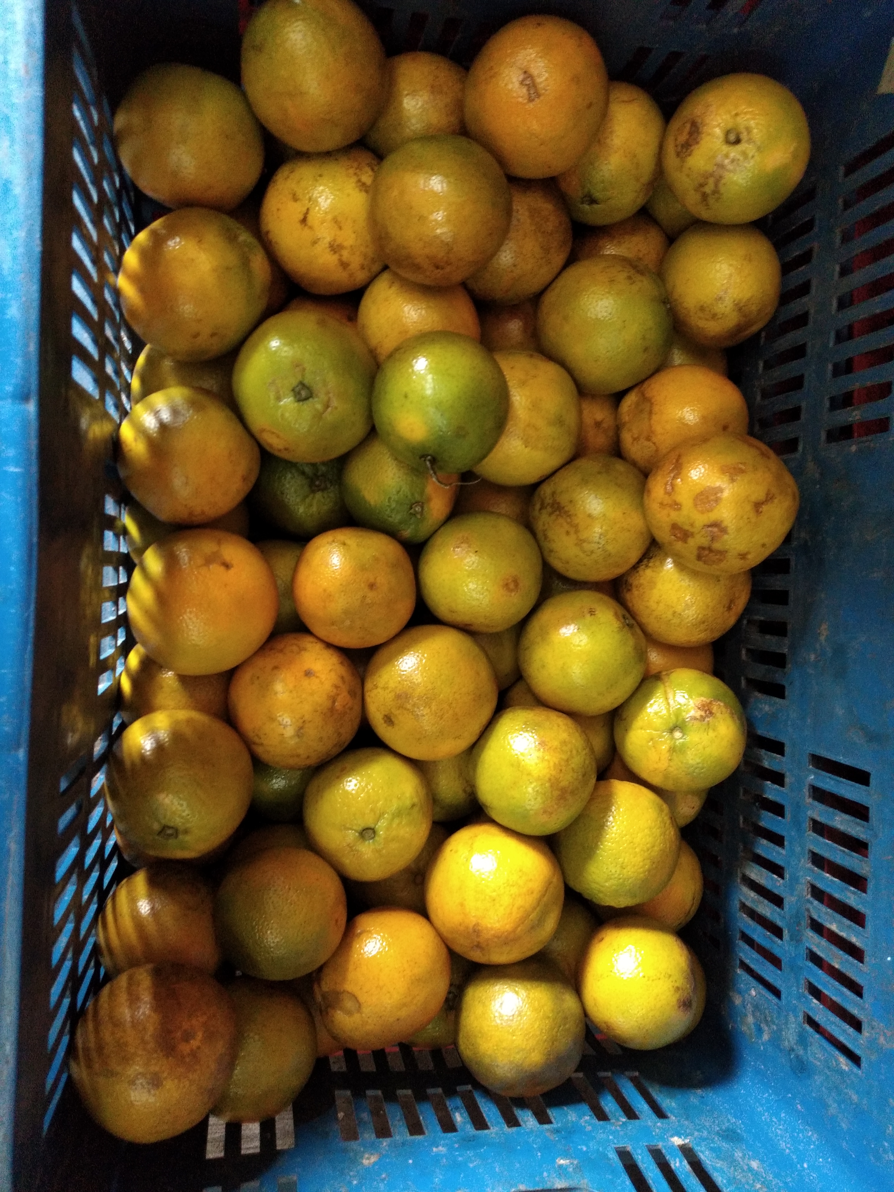 Naranja Valencia manchada