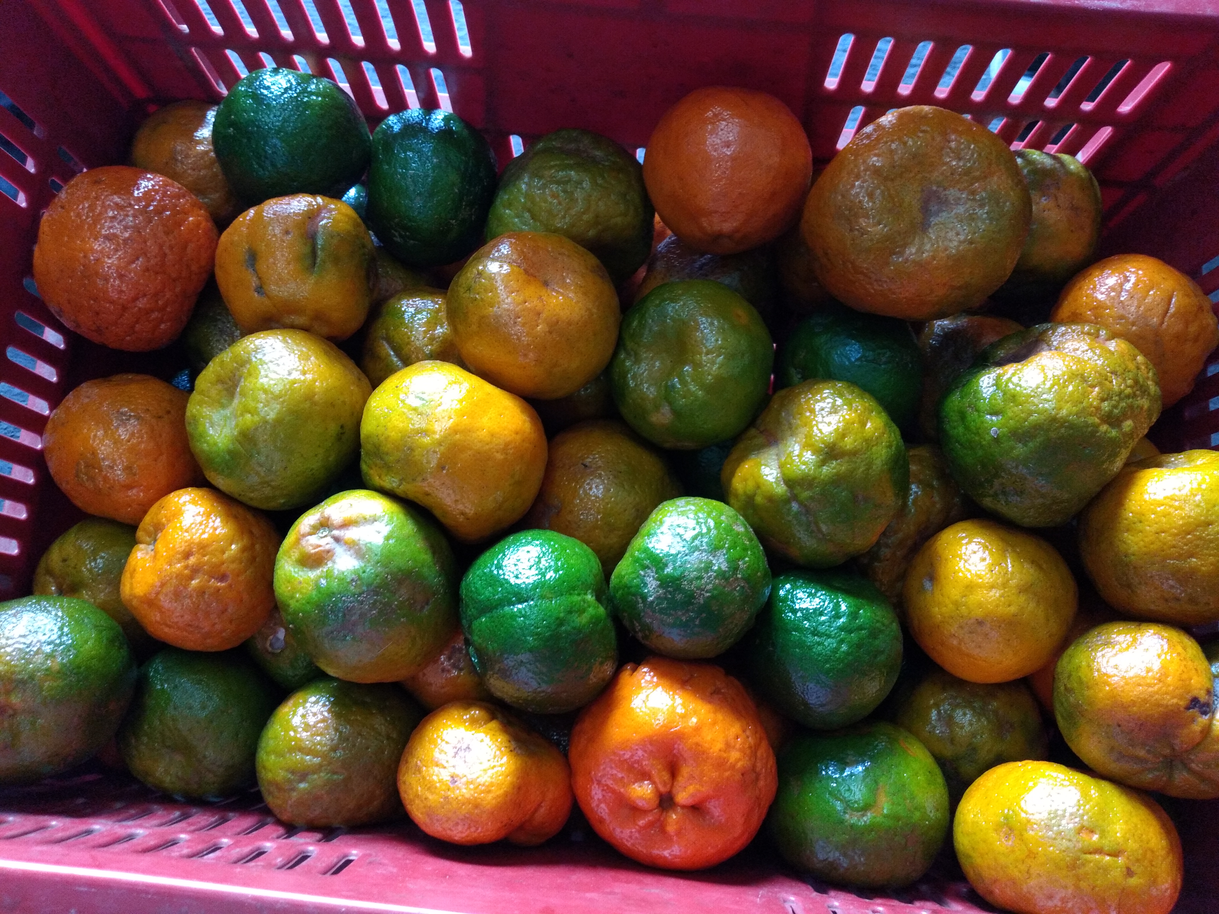 Mandarina oneco