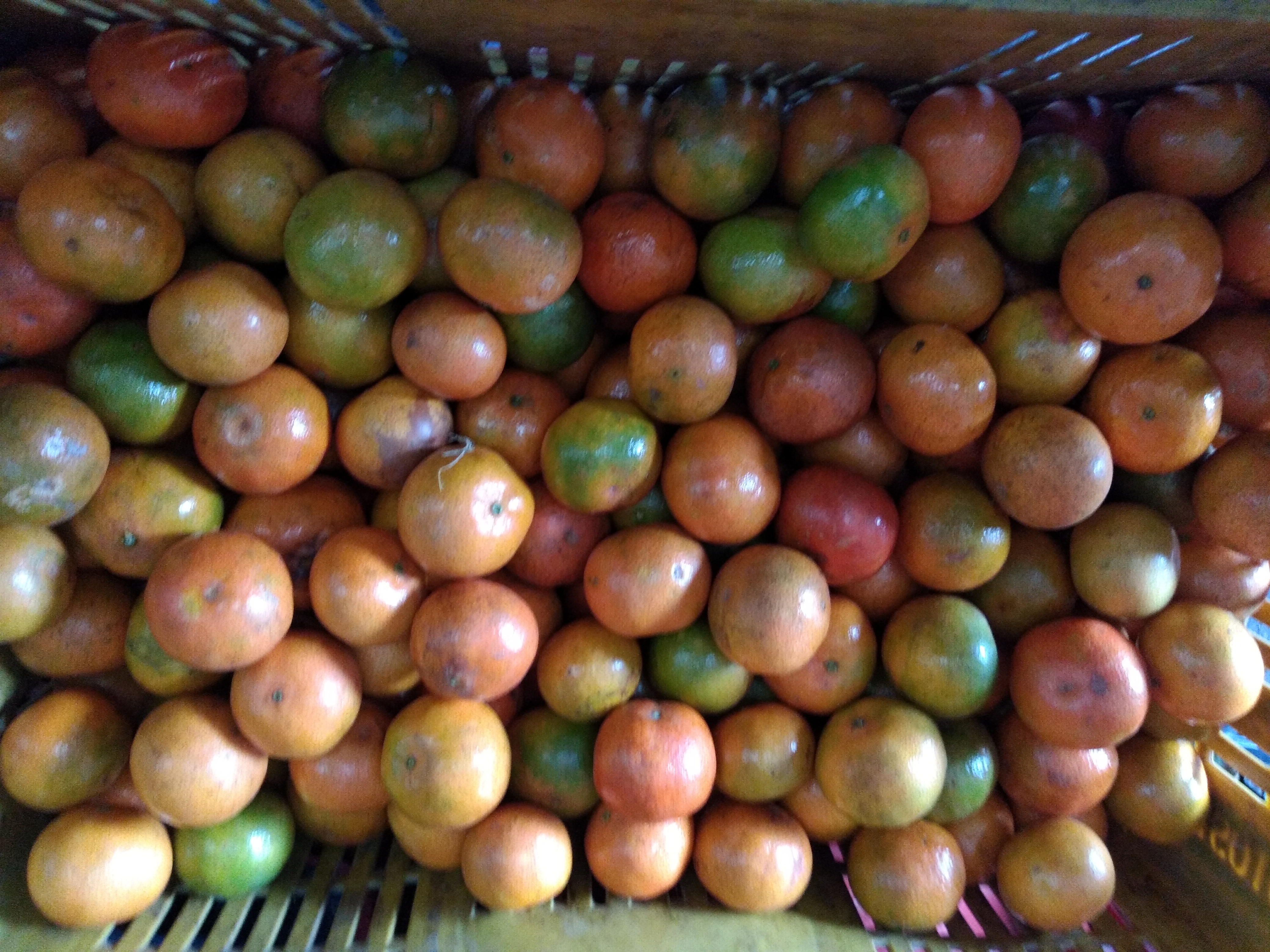 Mandarina clementina