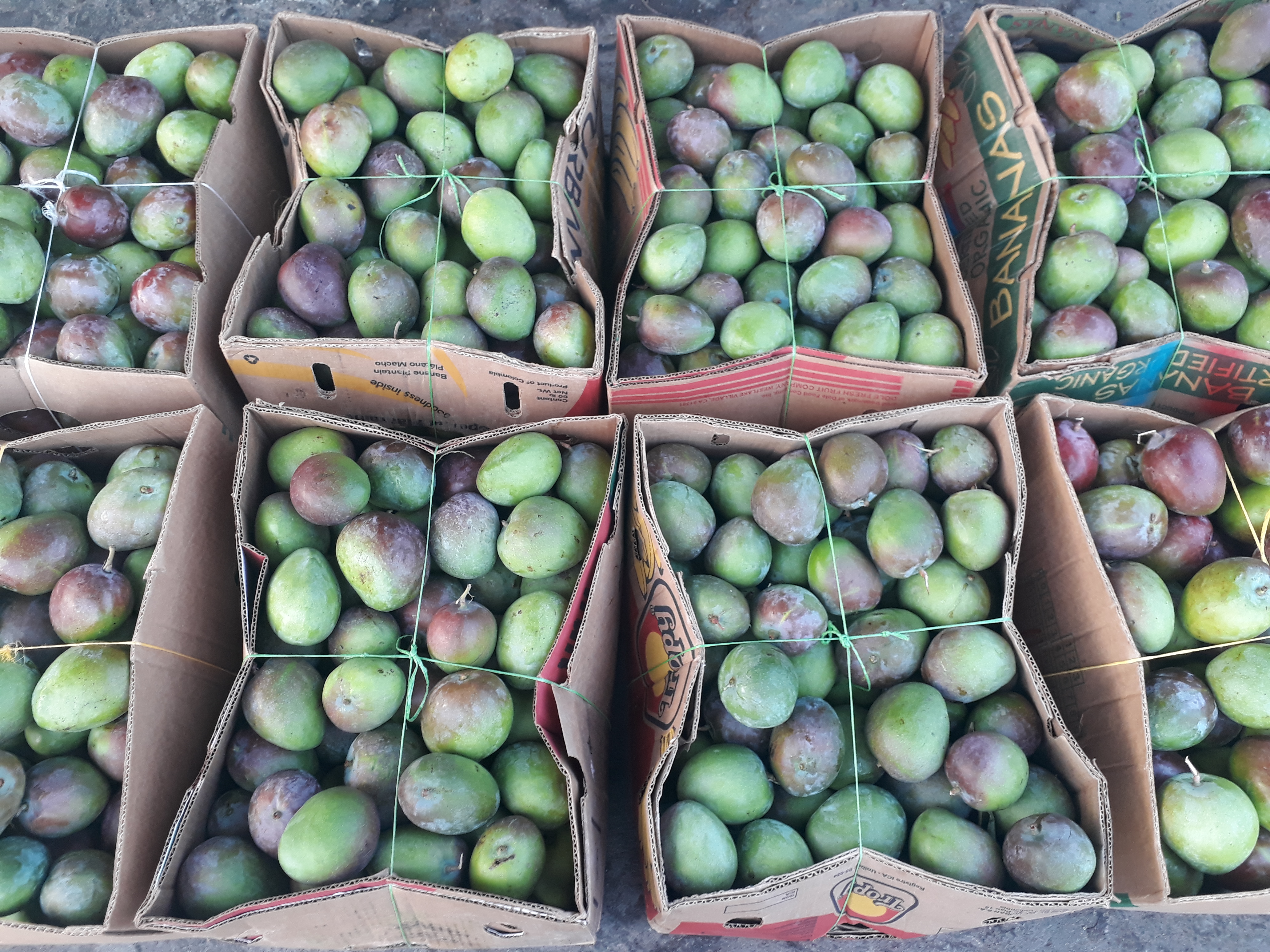 Mango  manzana x90u8