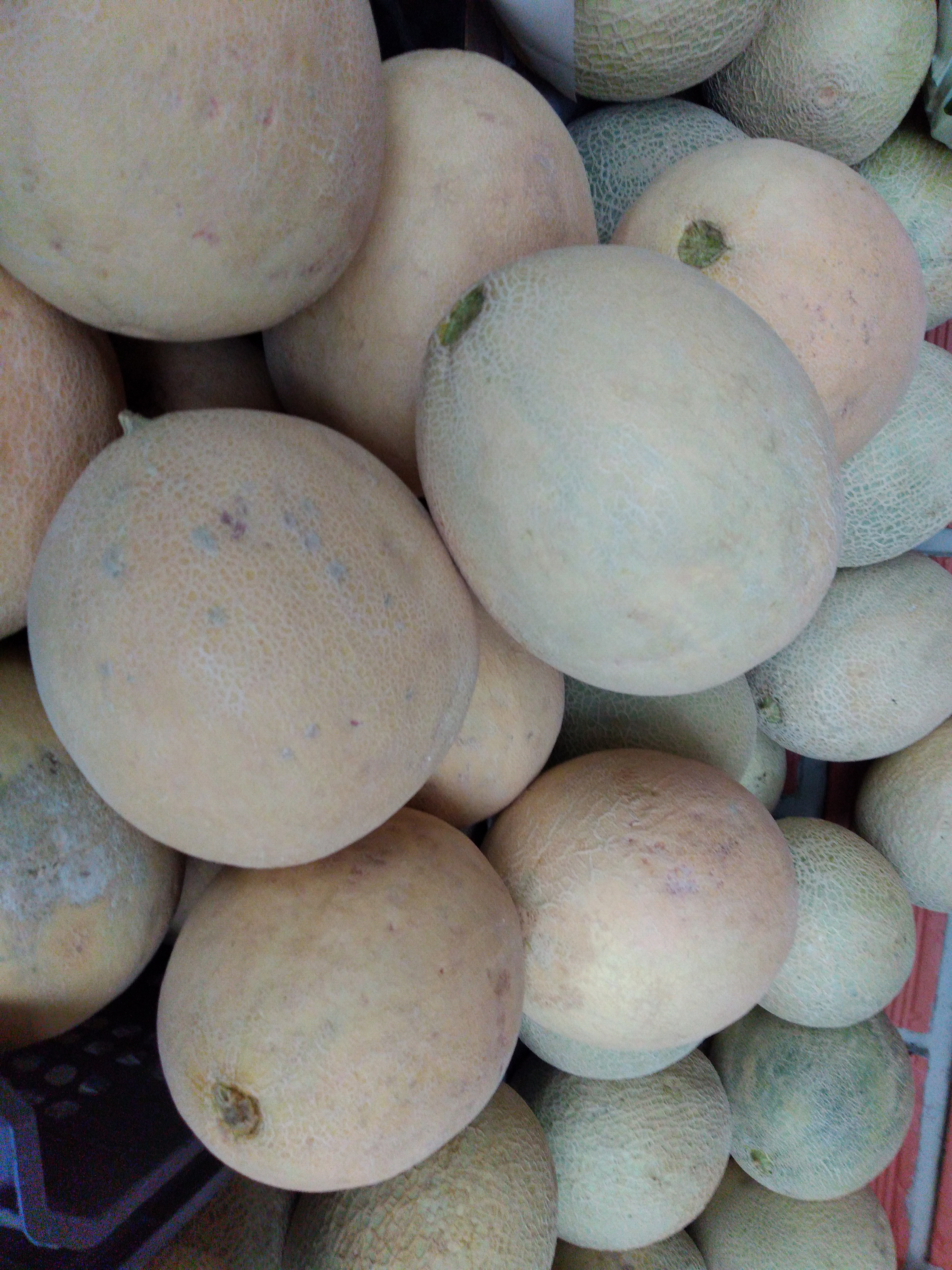 Melón