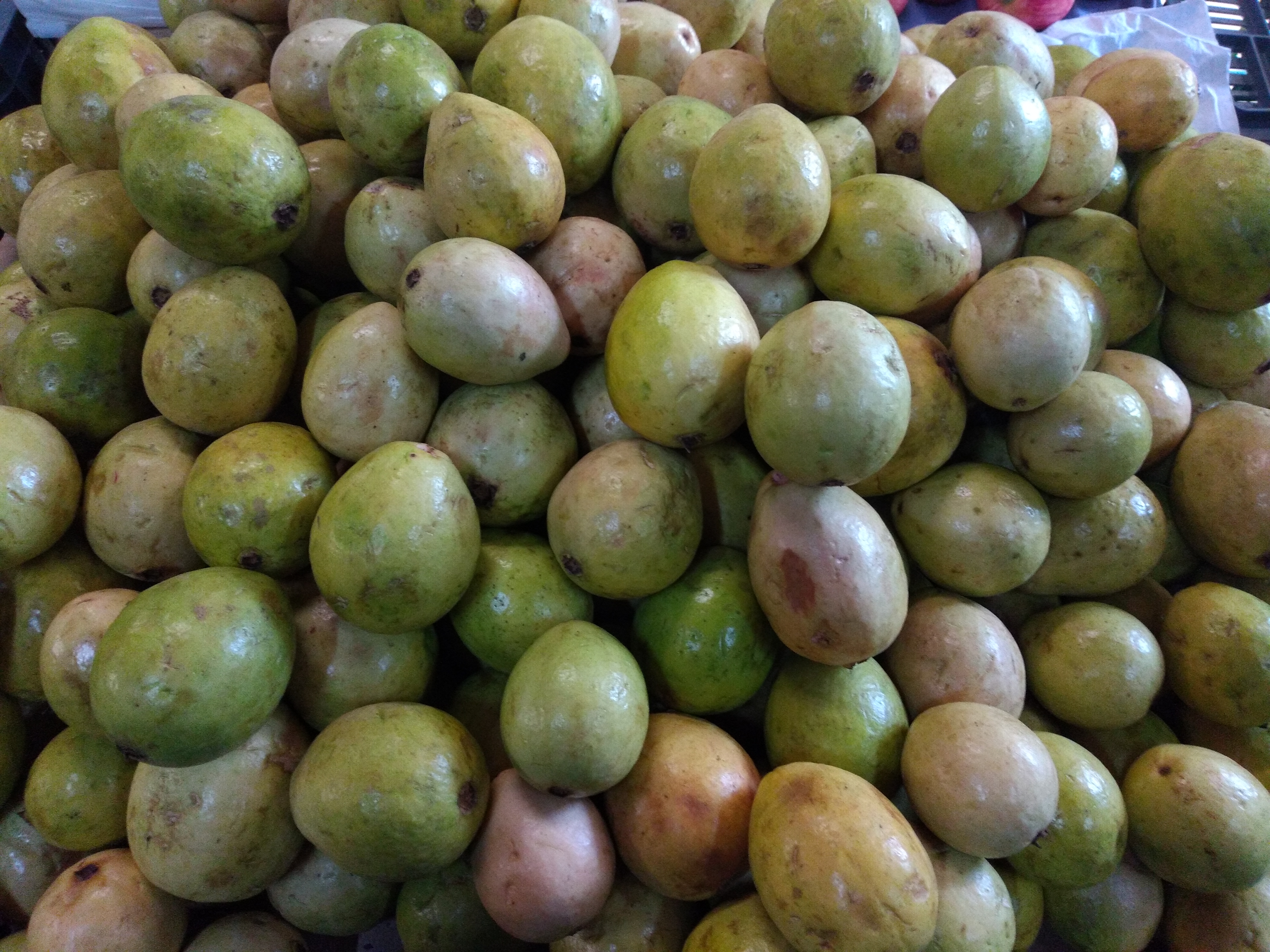 Guayaba pera