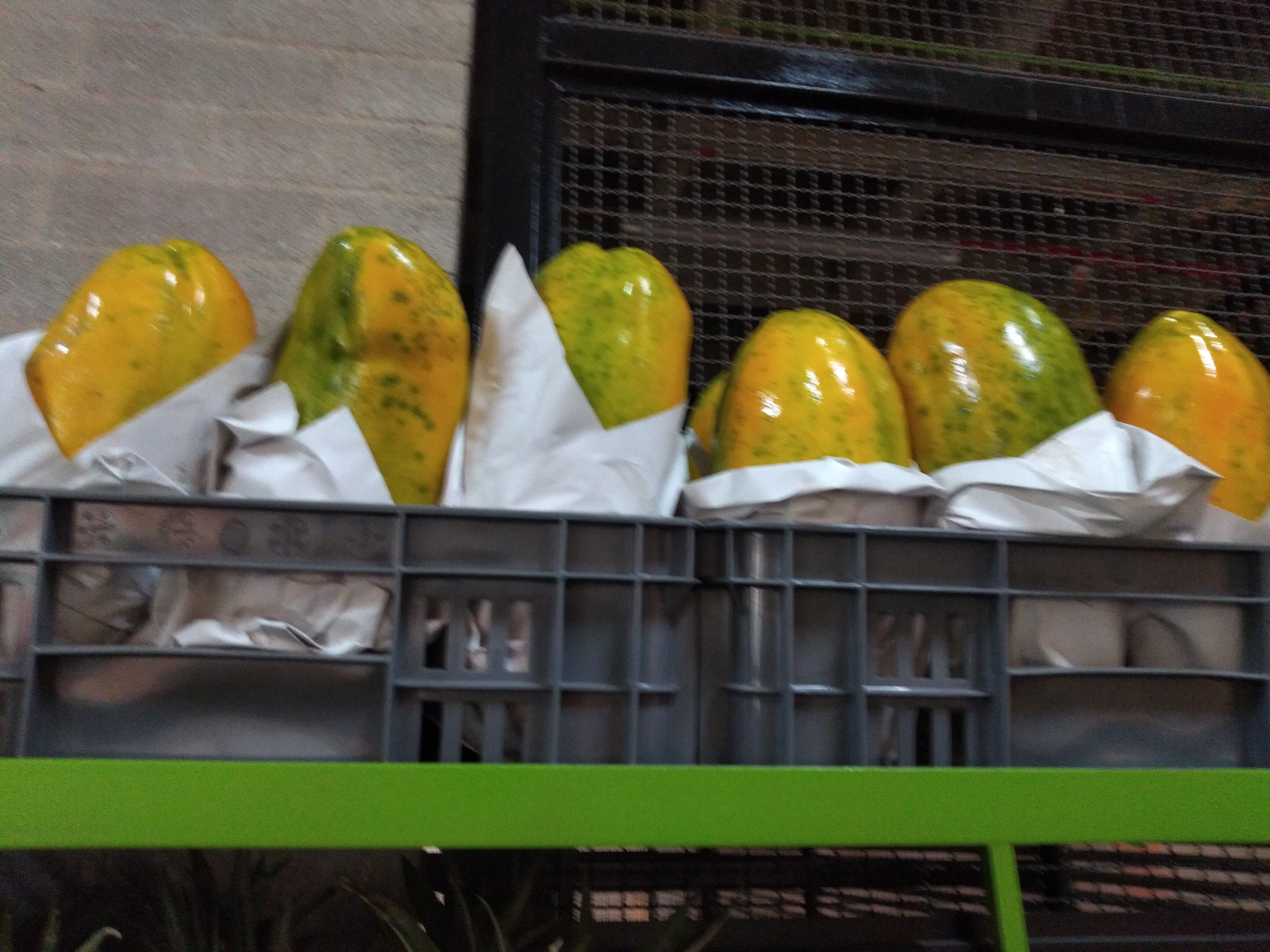 Papaya maradol