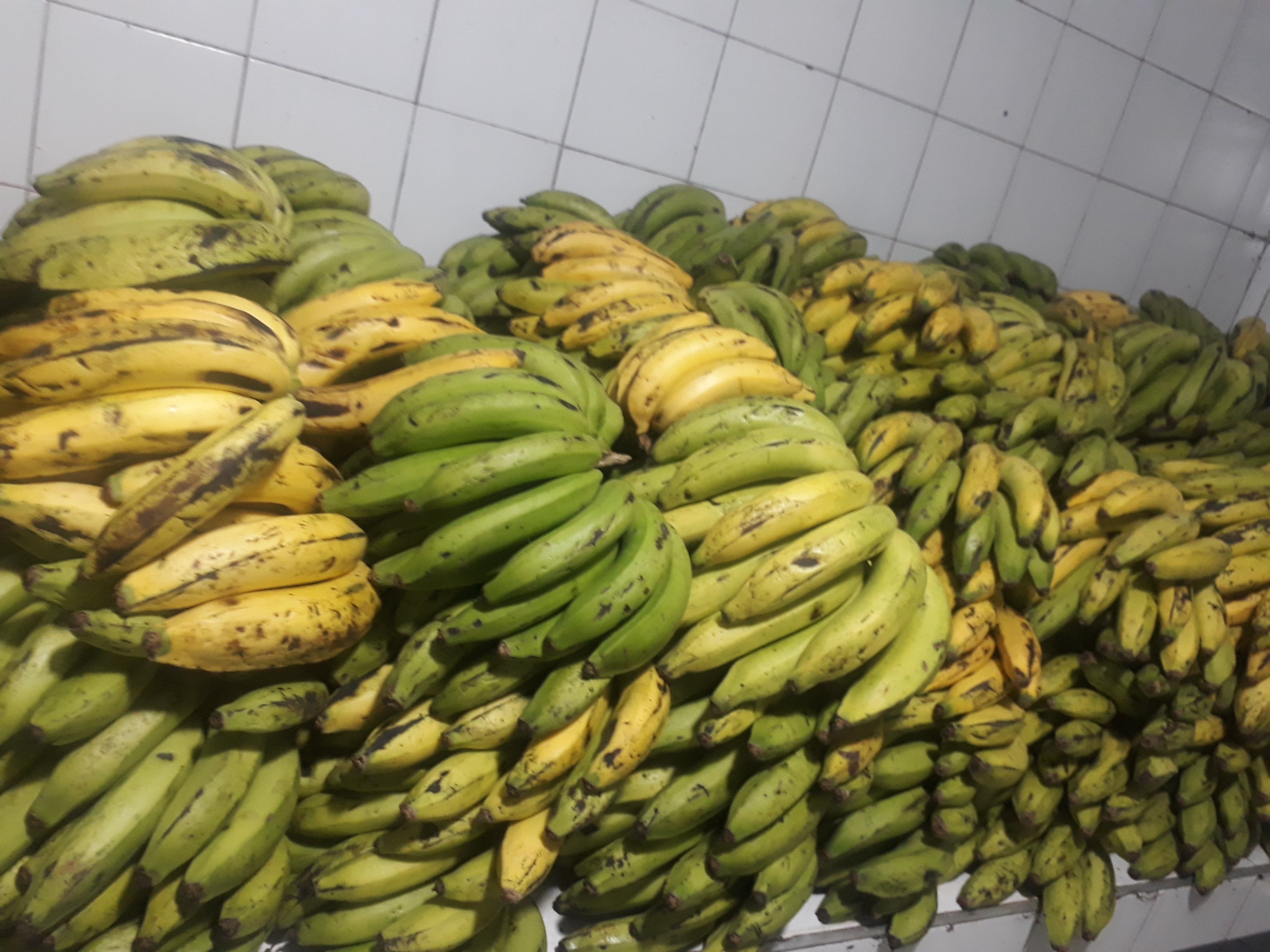 Banano  maduro