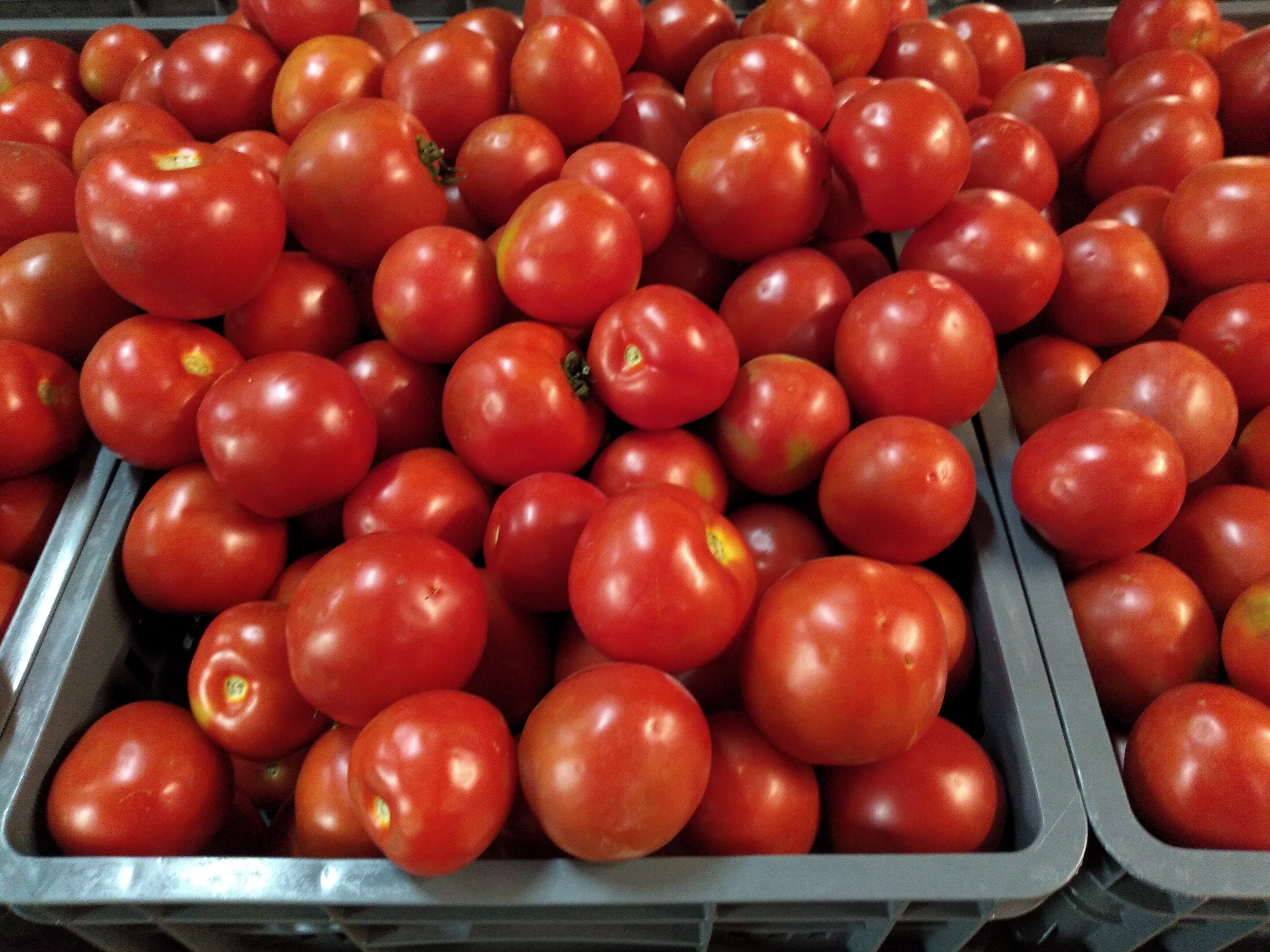Tomate chonto