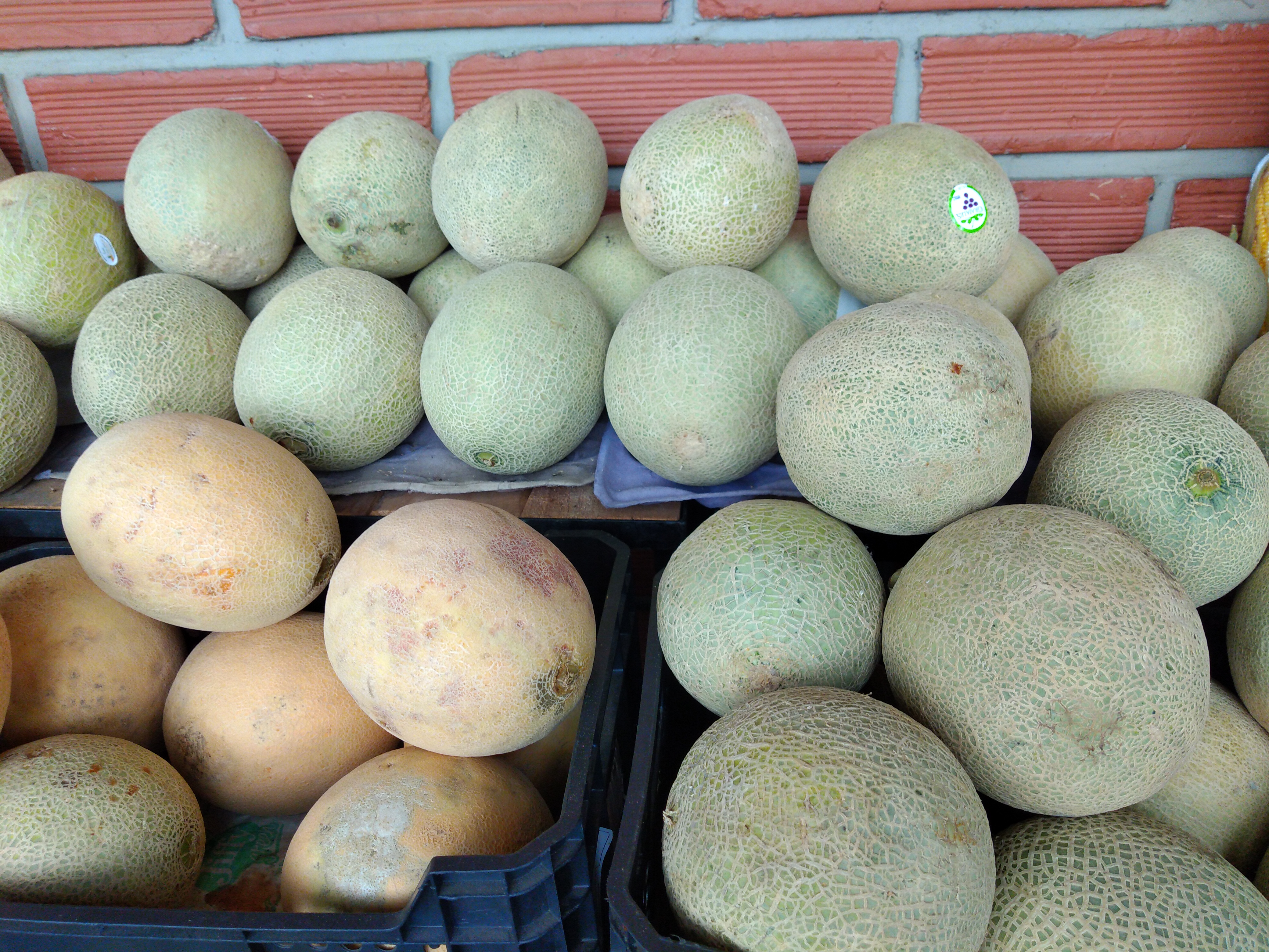 Melon