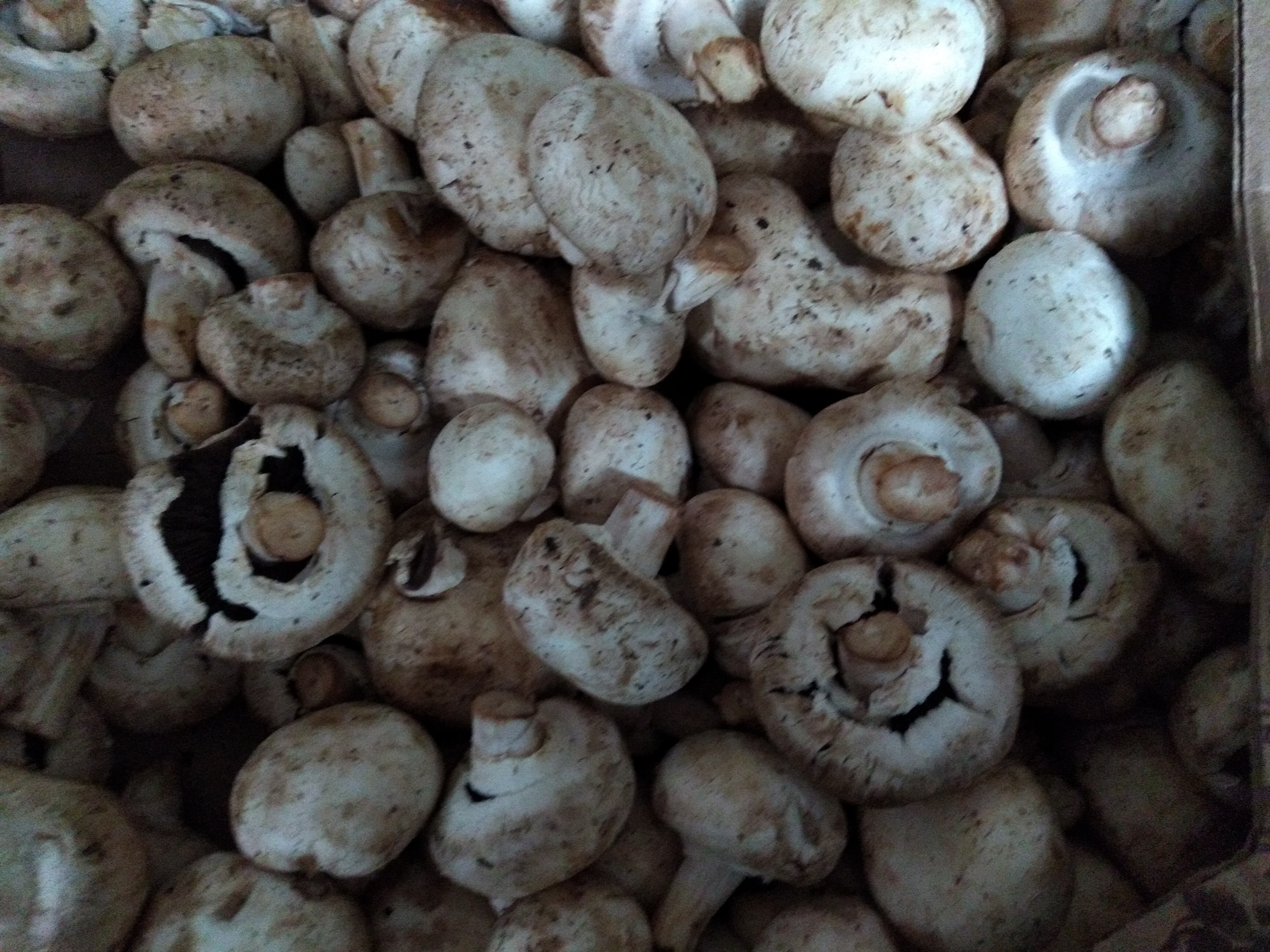 Champiñon