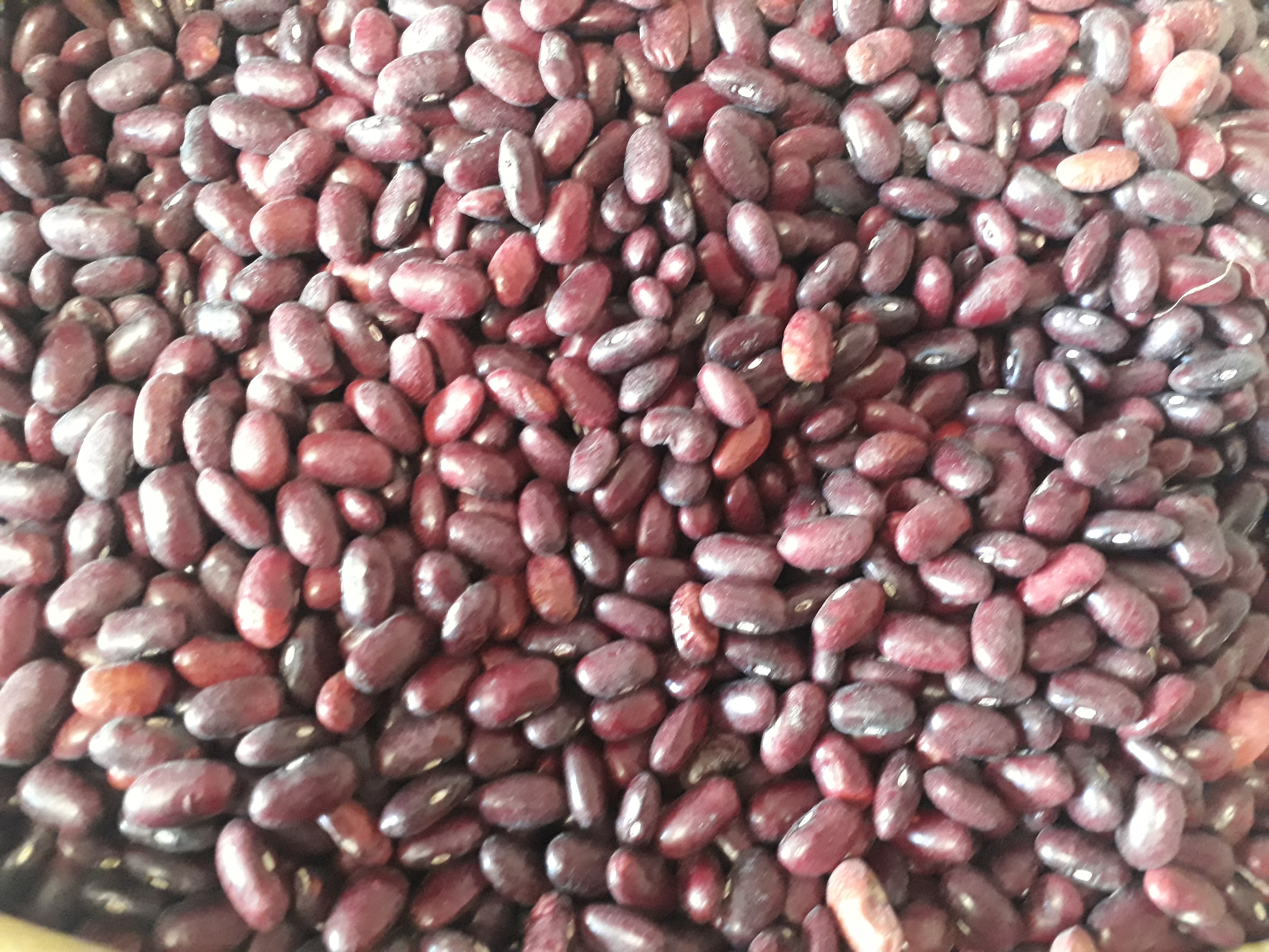 Frijol rojo