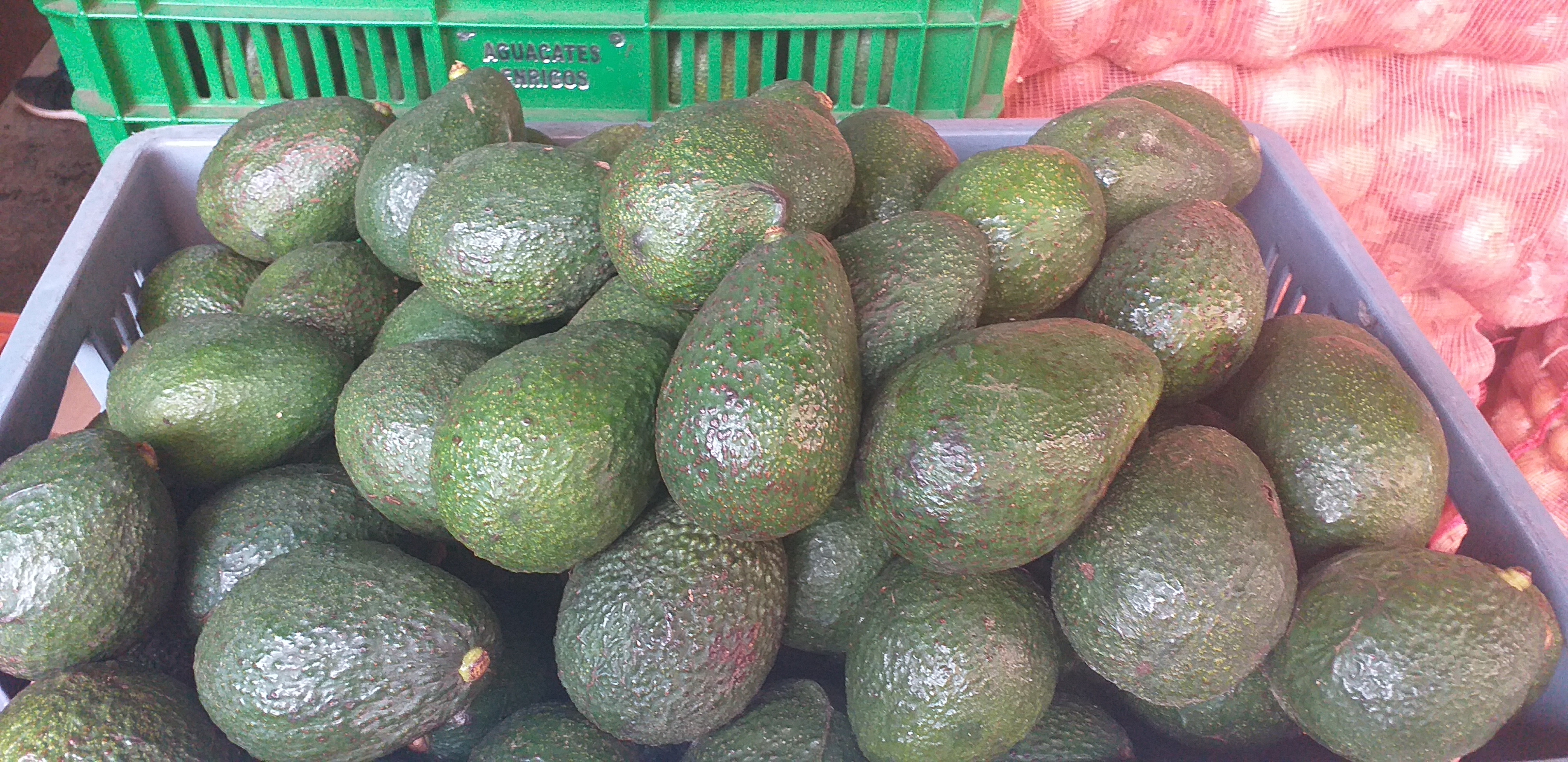 Aguacate hass