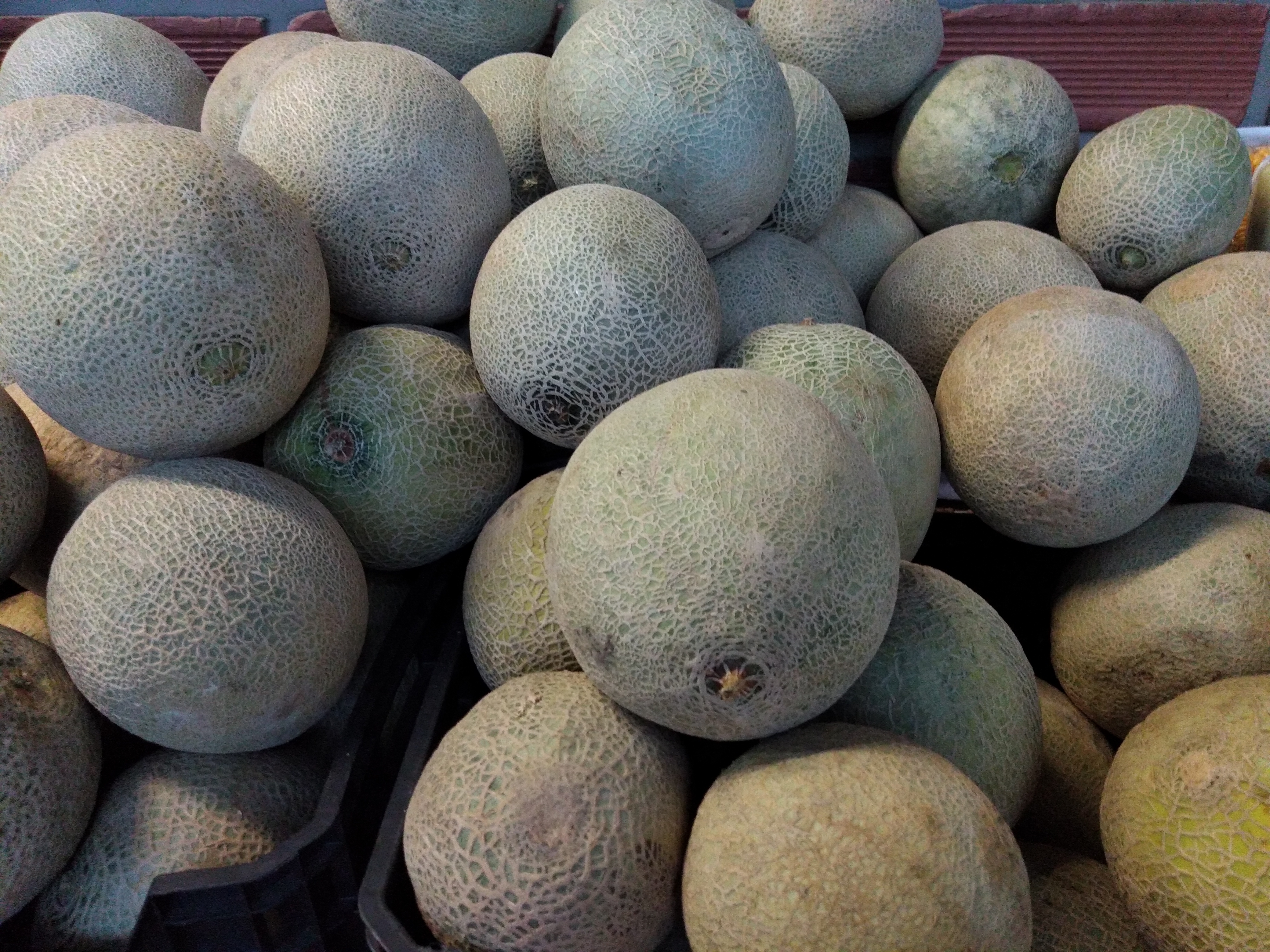 Melón
