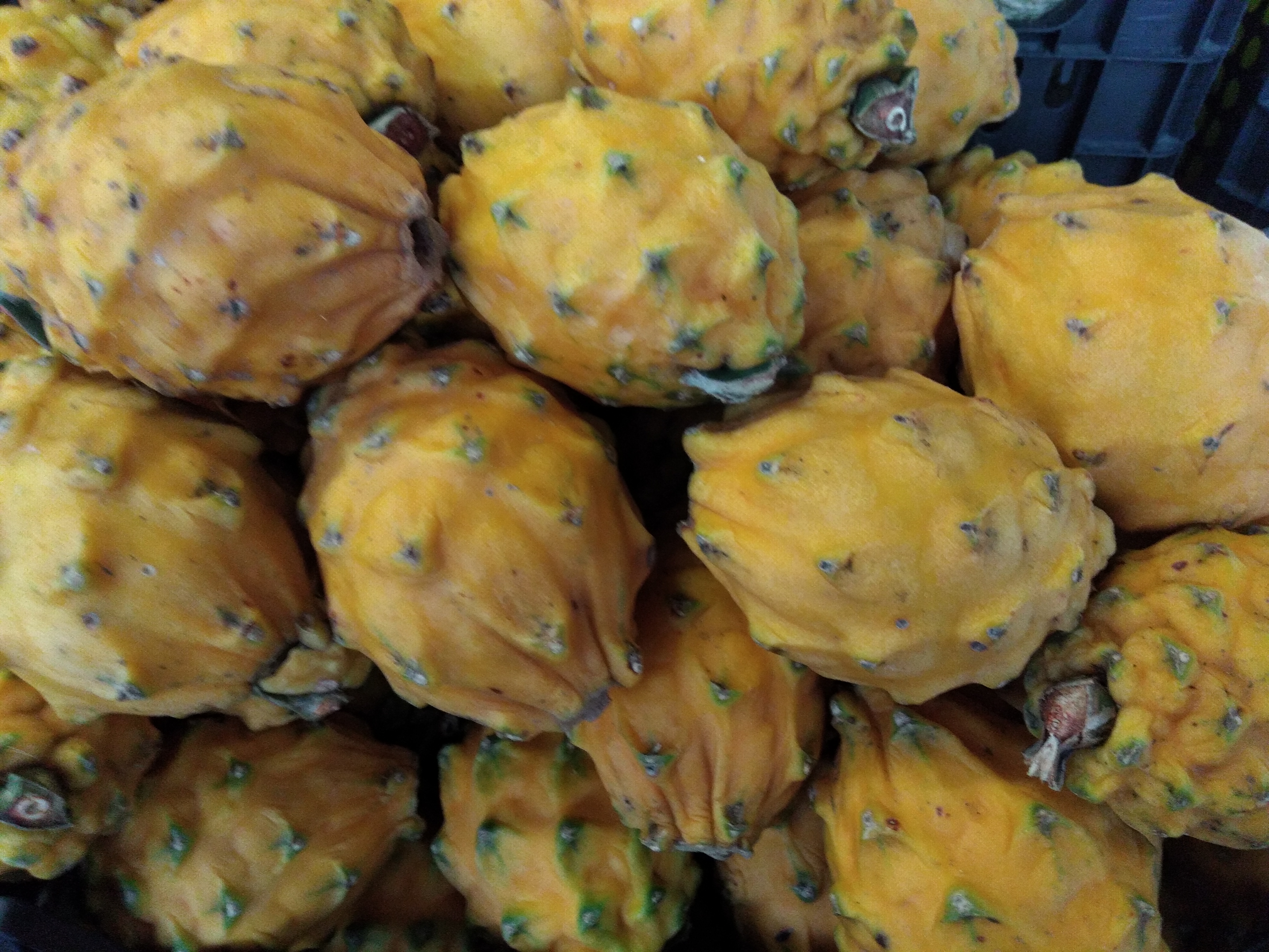 Pitaya