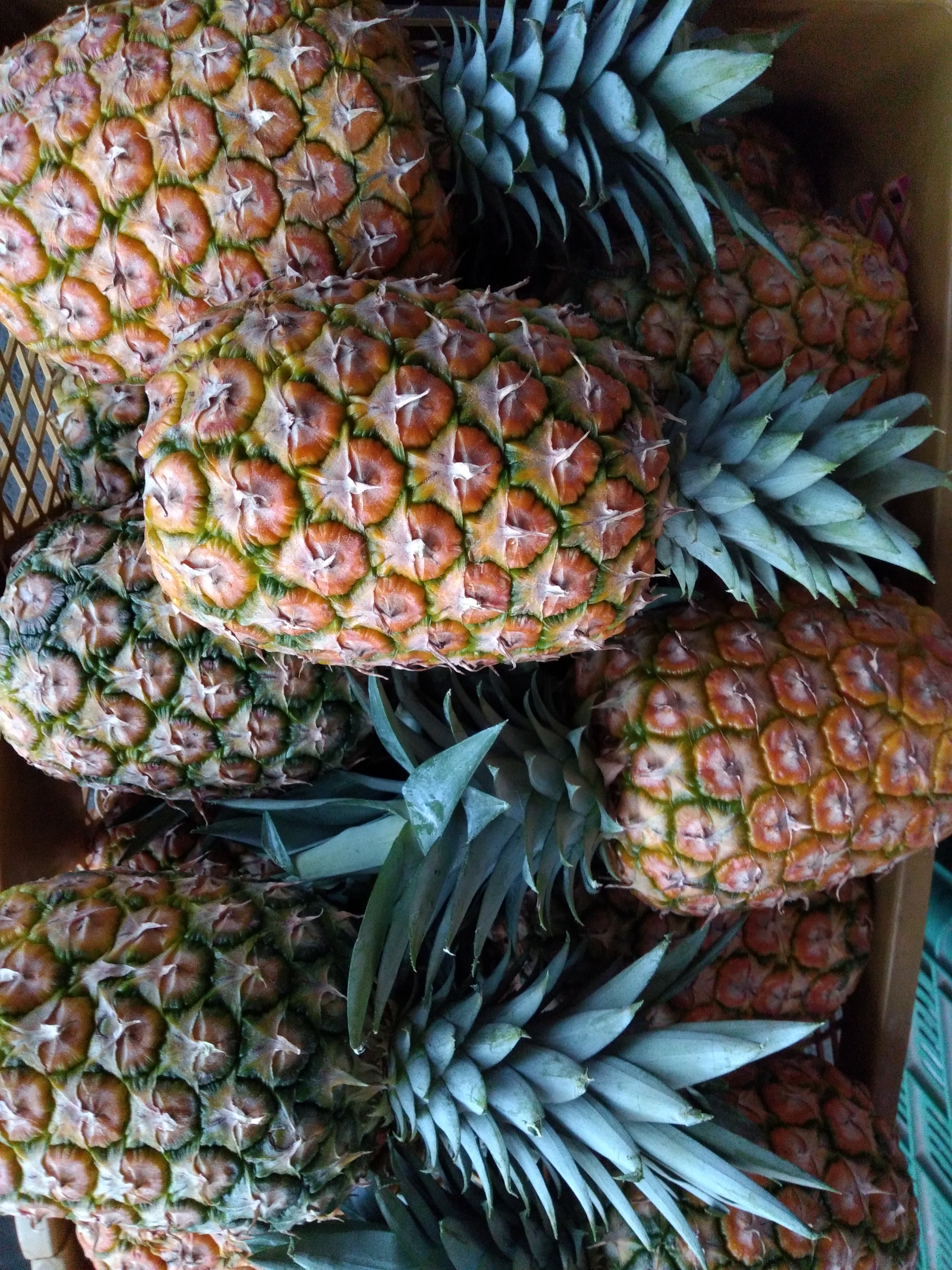 Piña oromiel