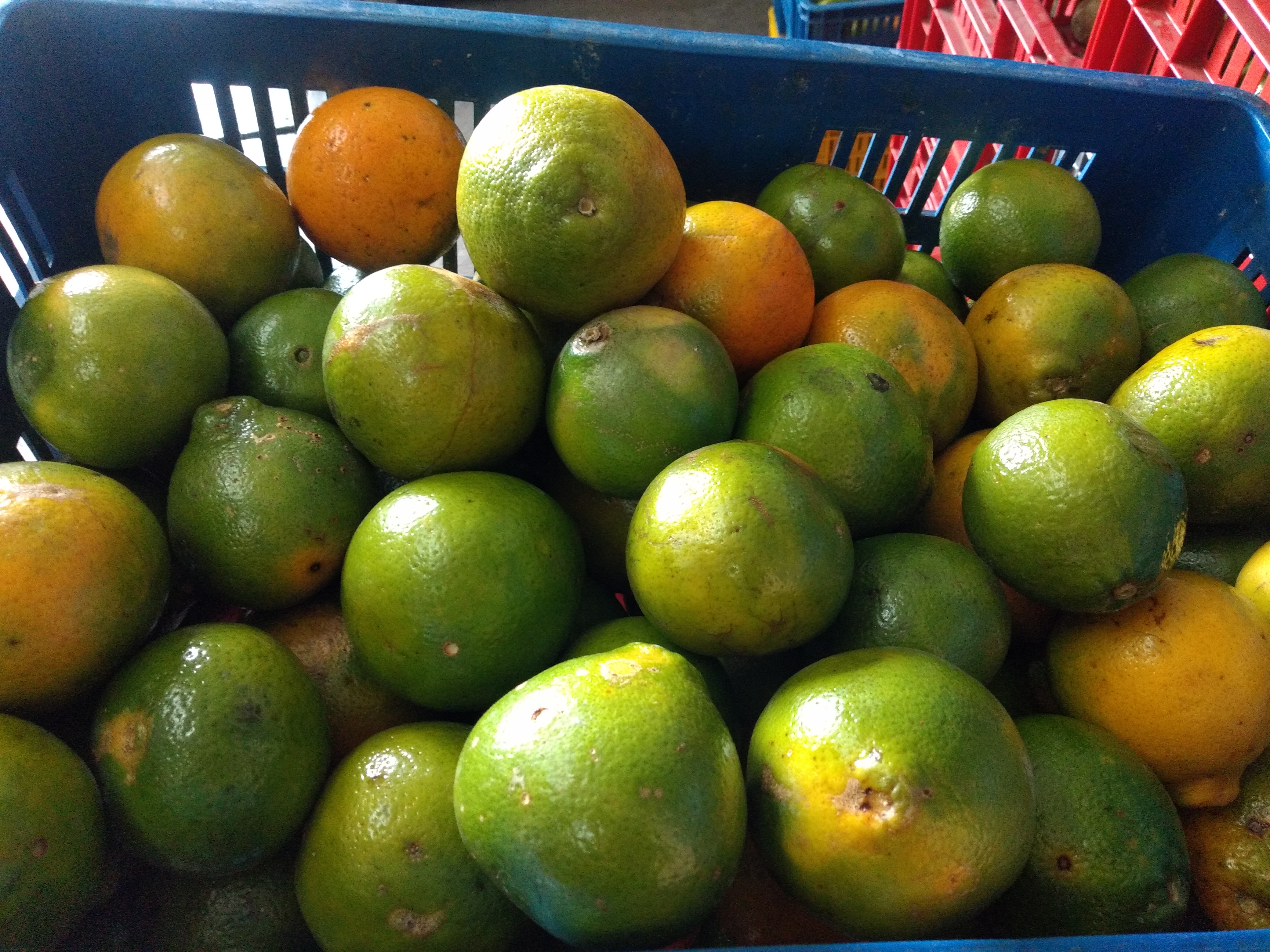 Naranja tangelo