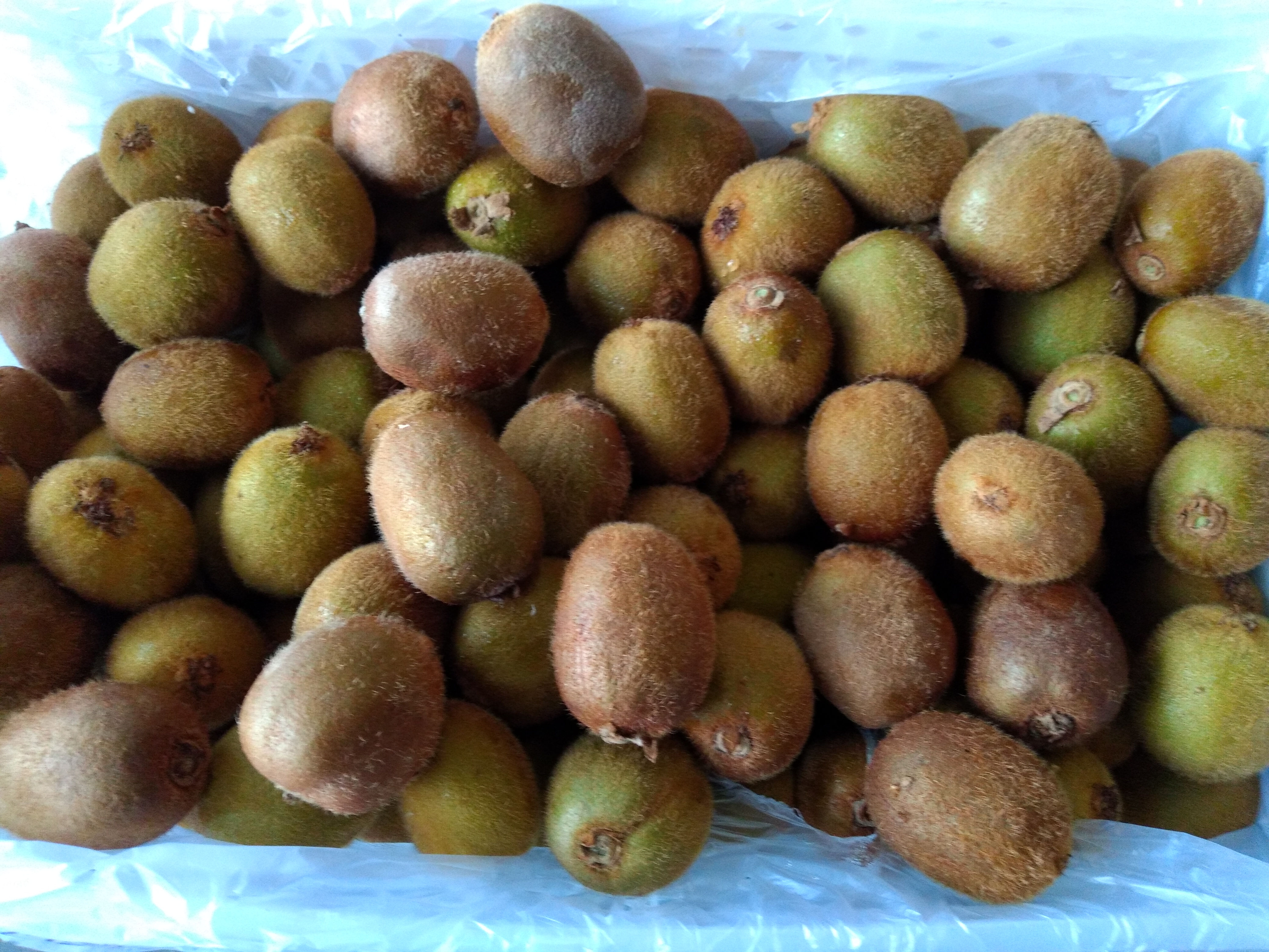 Kiwi