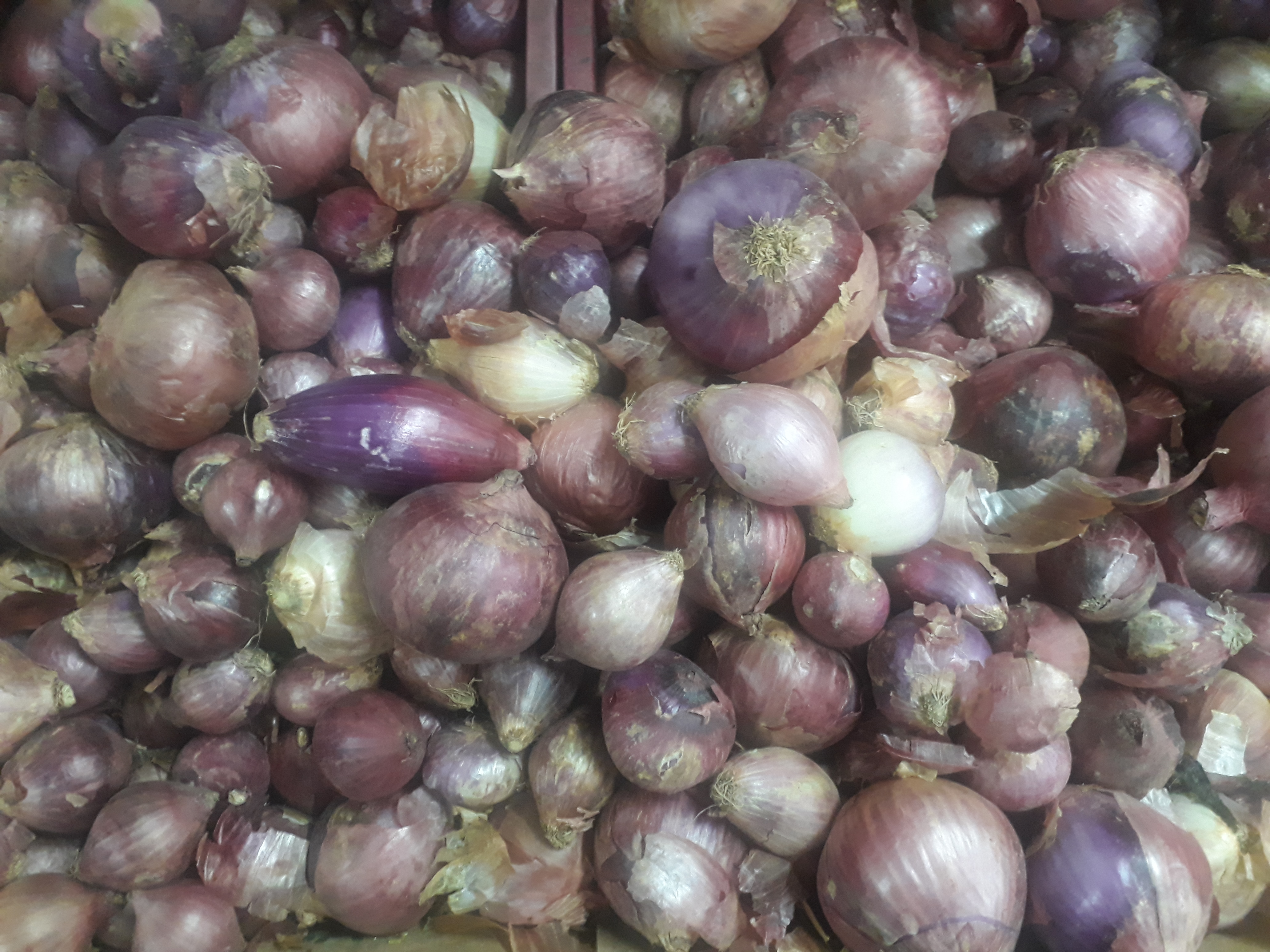 Cebolla roja