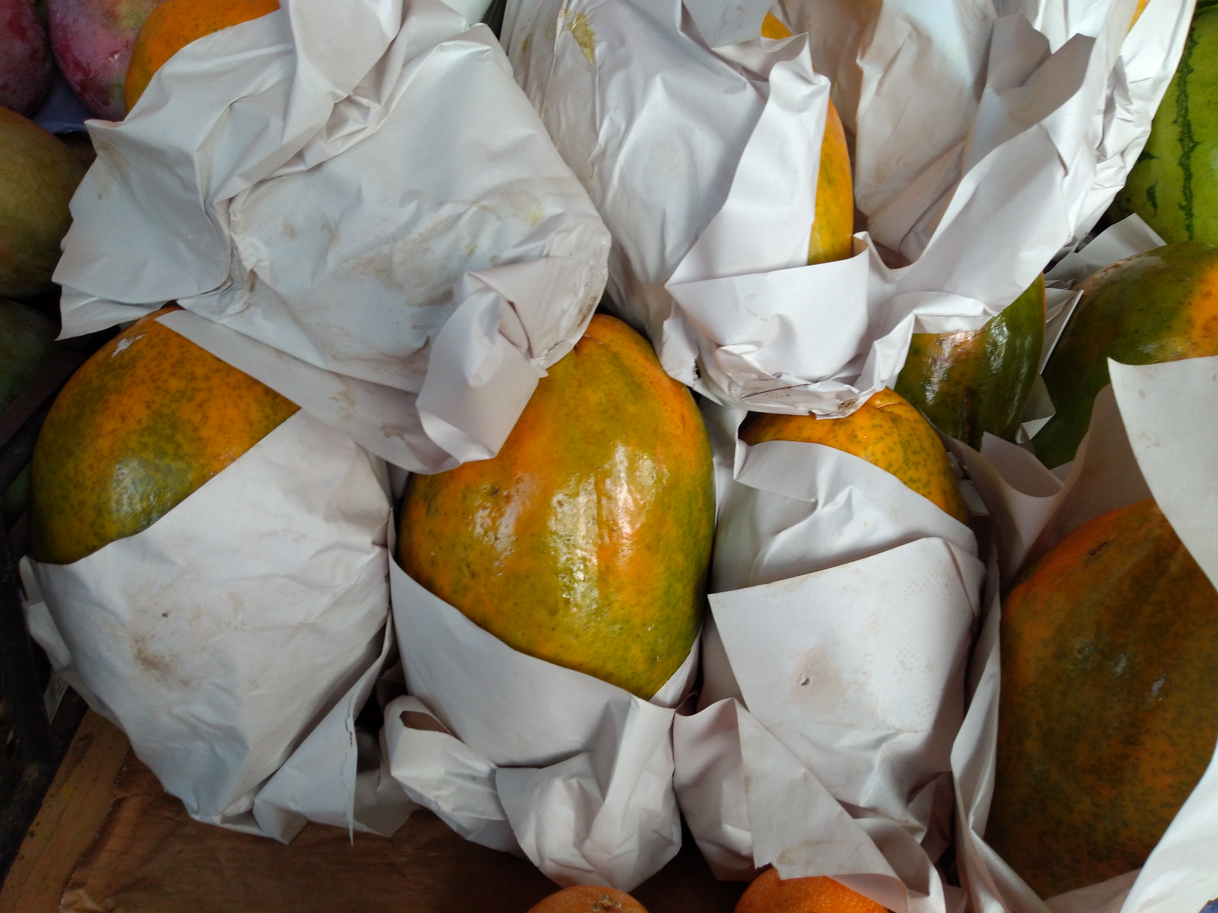 Papaya maradol