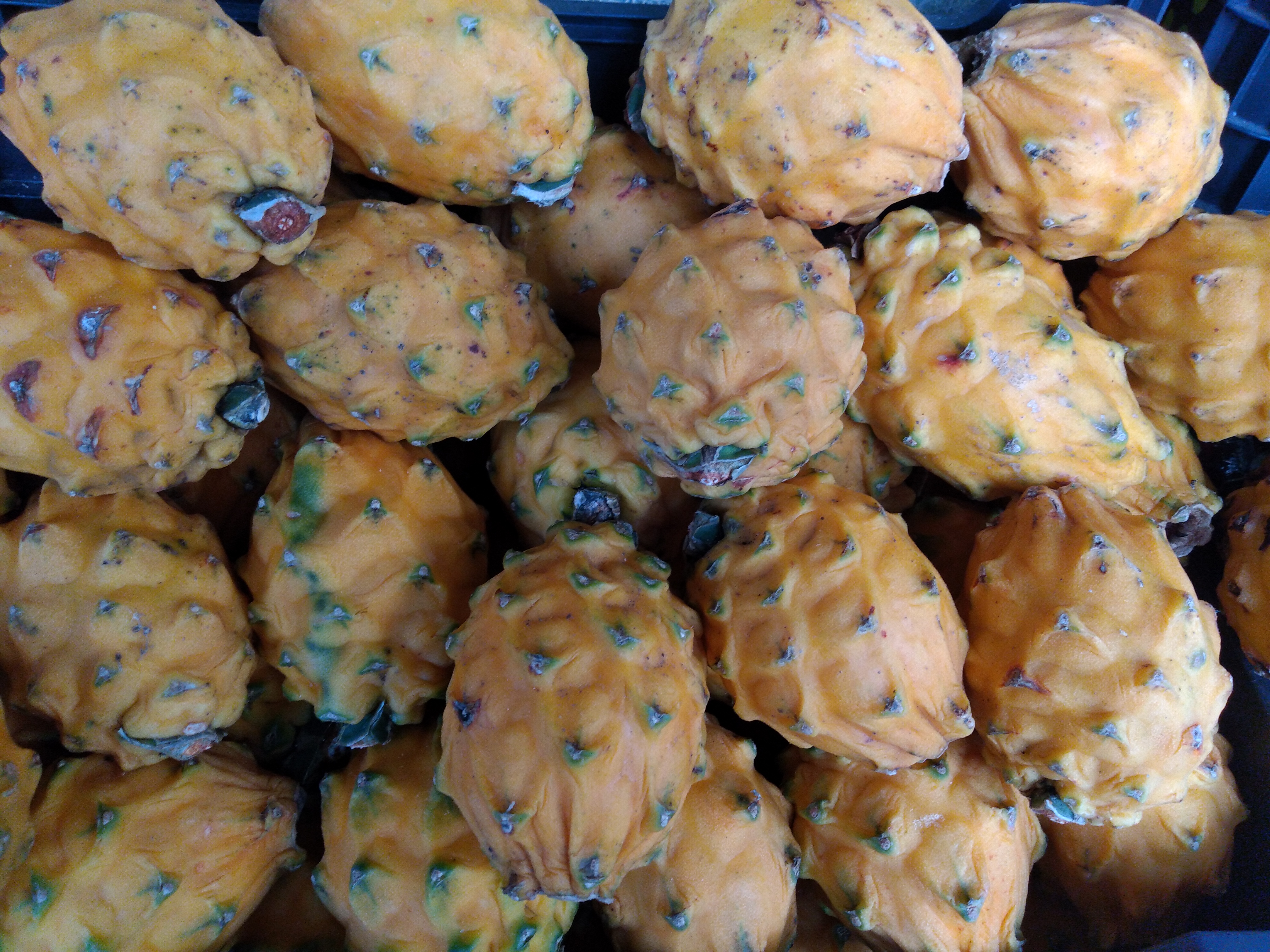 Pitaya
