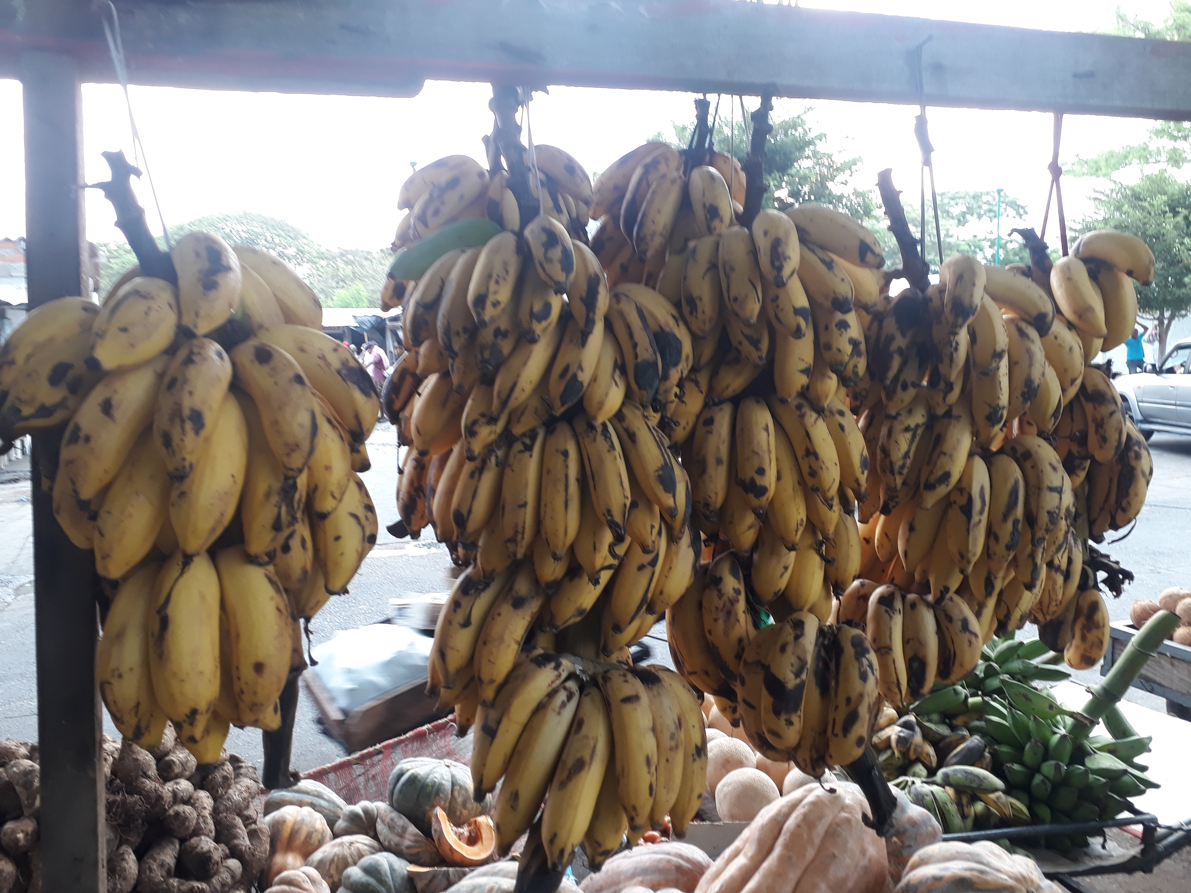 Banano maduro