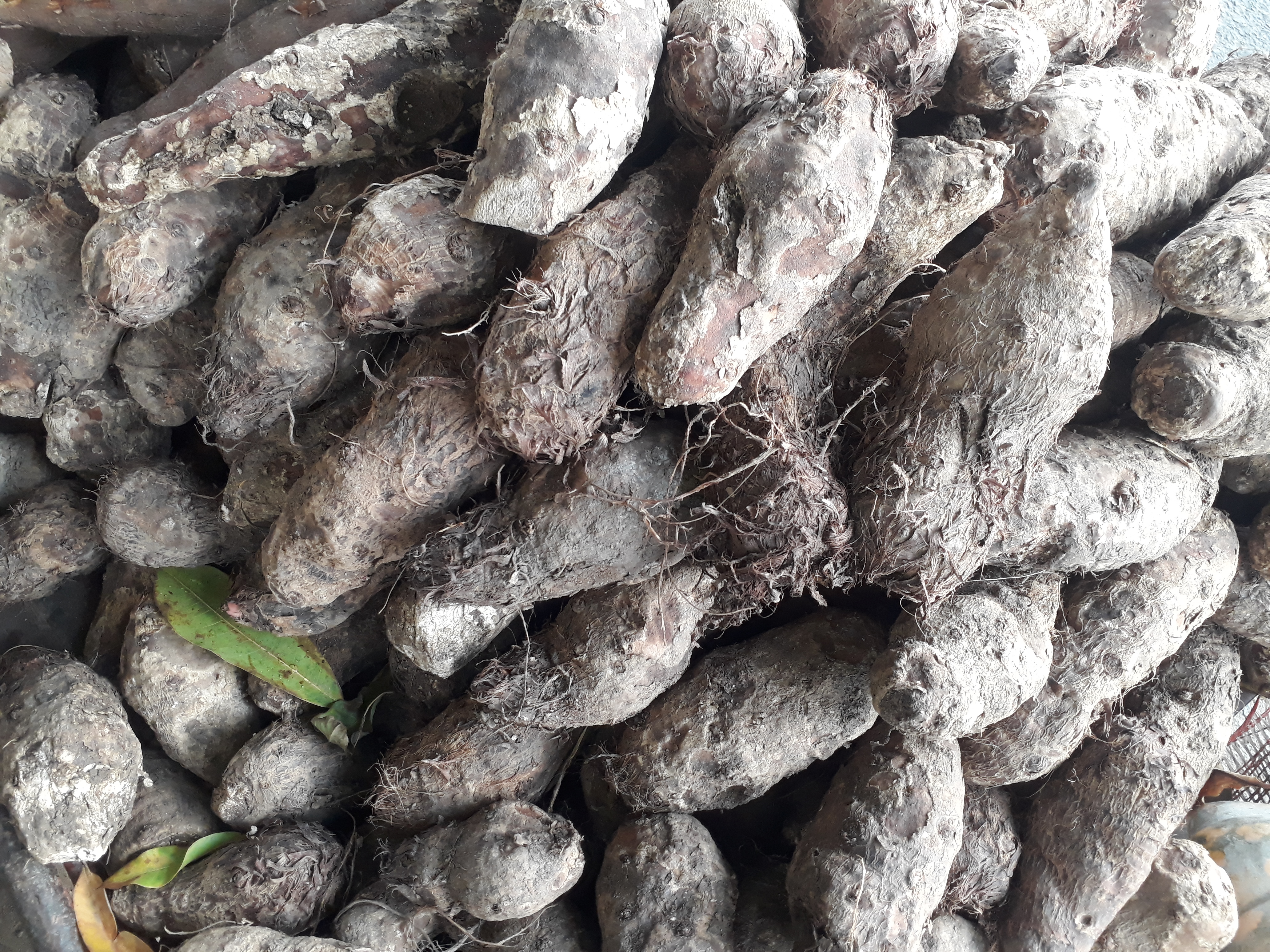 Malanga