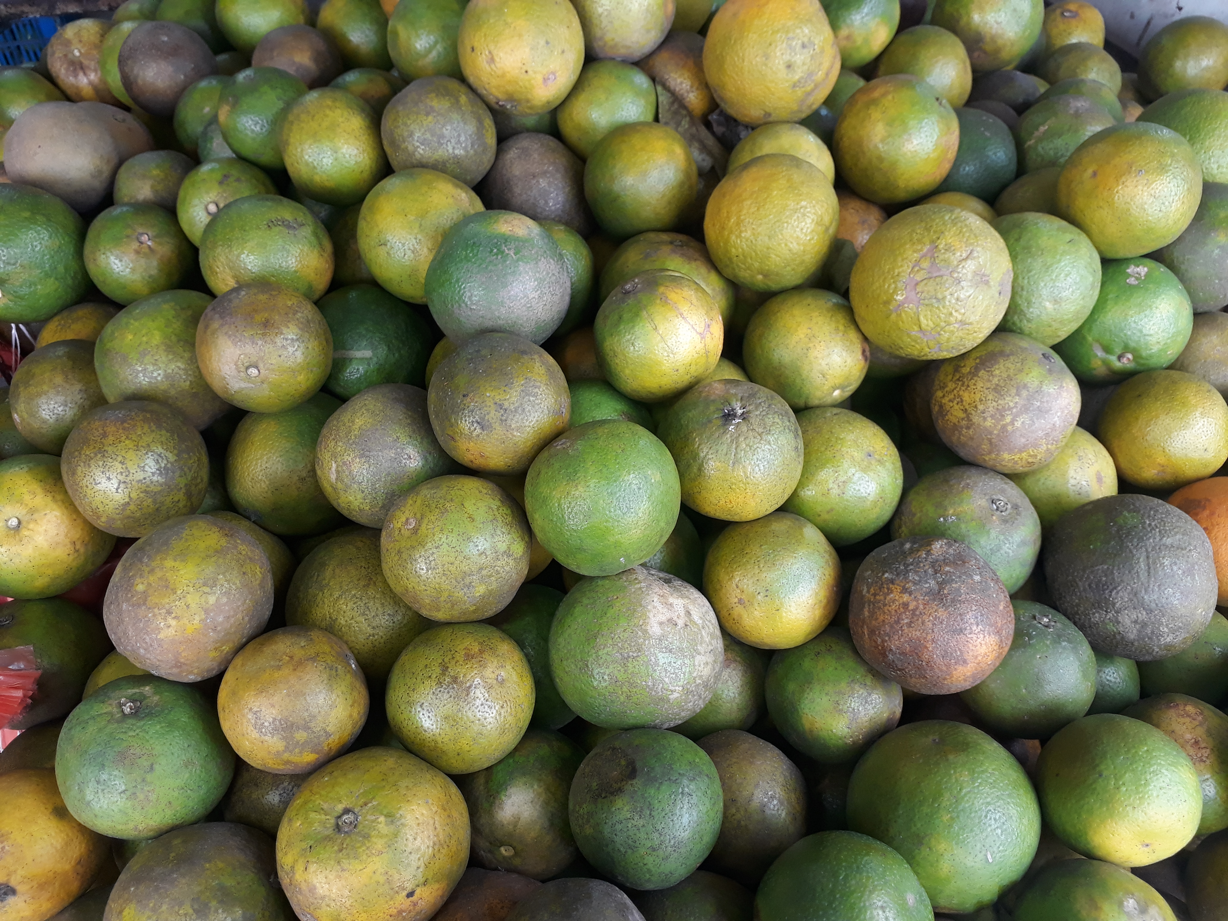 Naranaja quindeana
