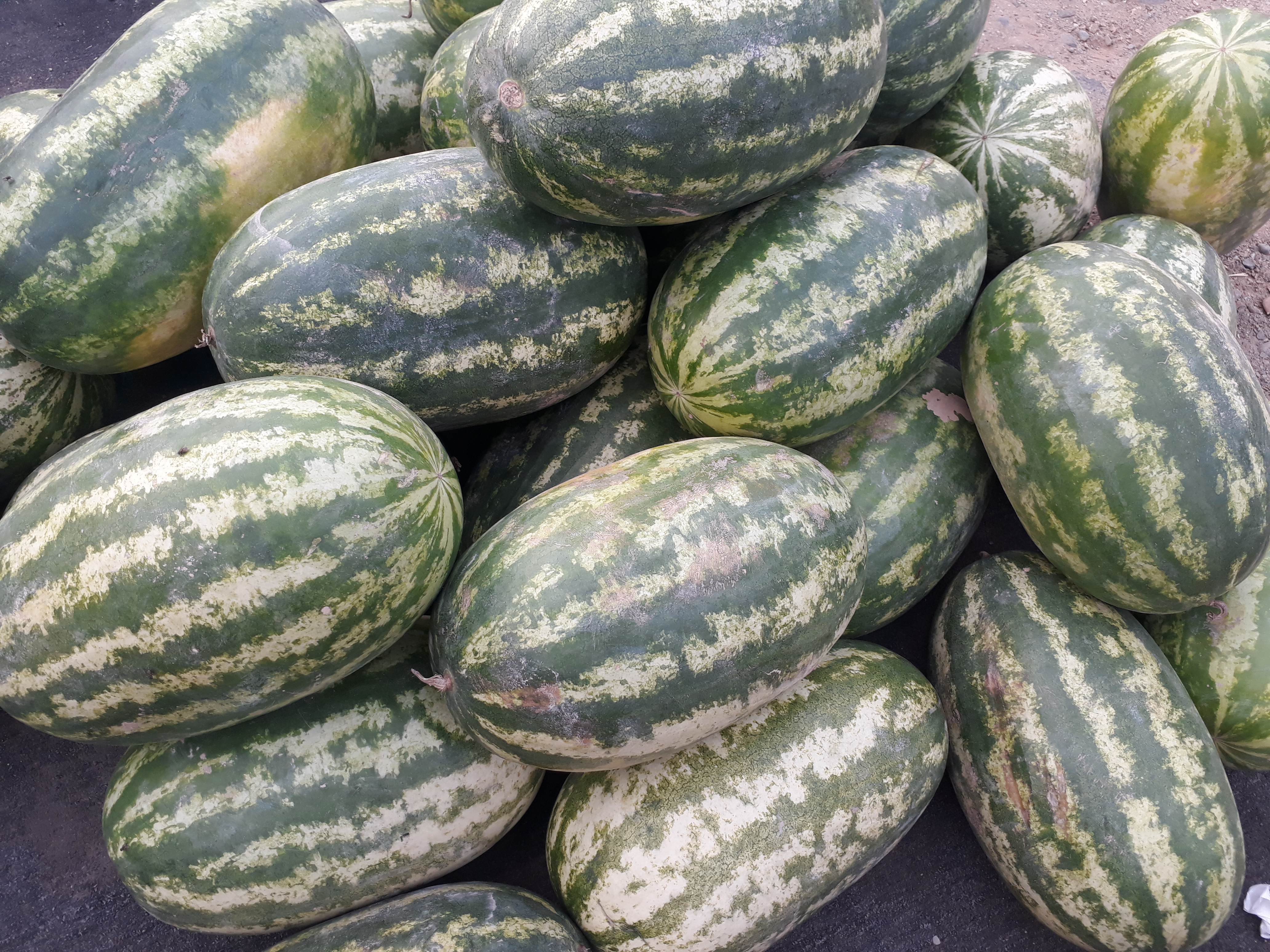 Sandia